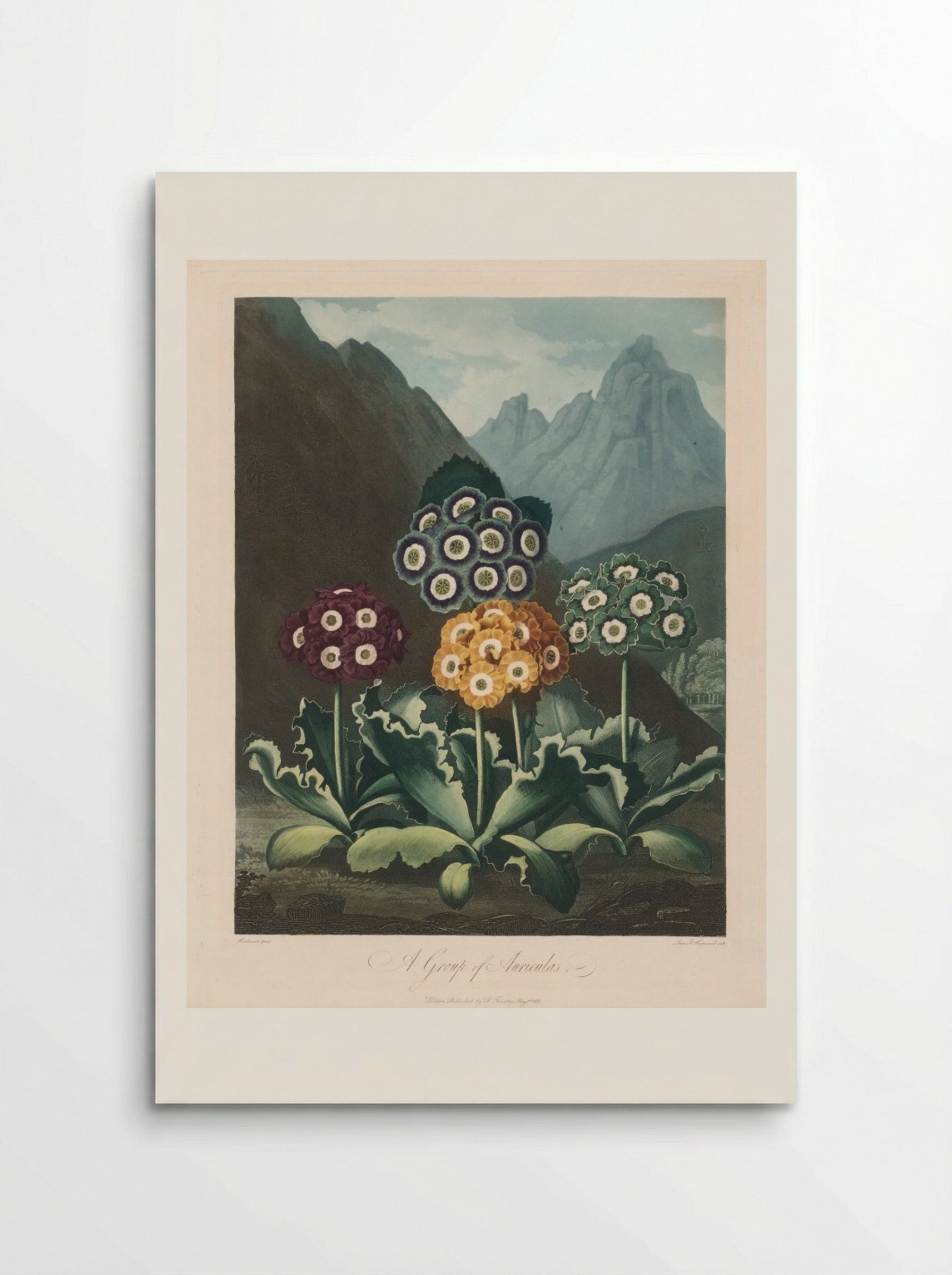 A Group of Auriculas - Robert John Thornton - Poster
