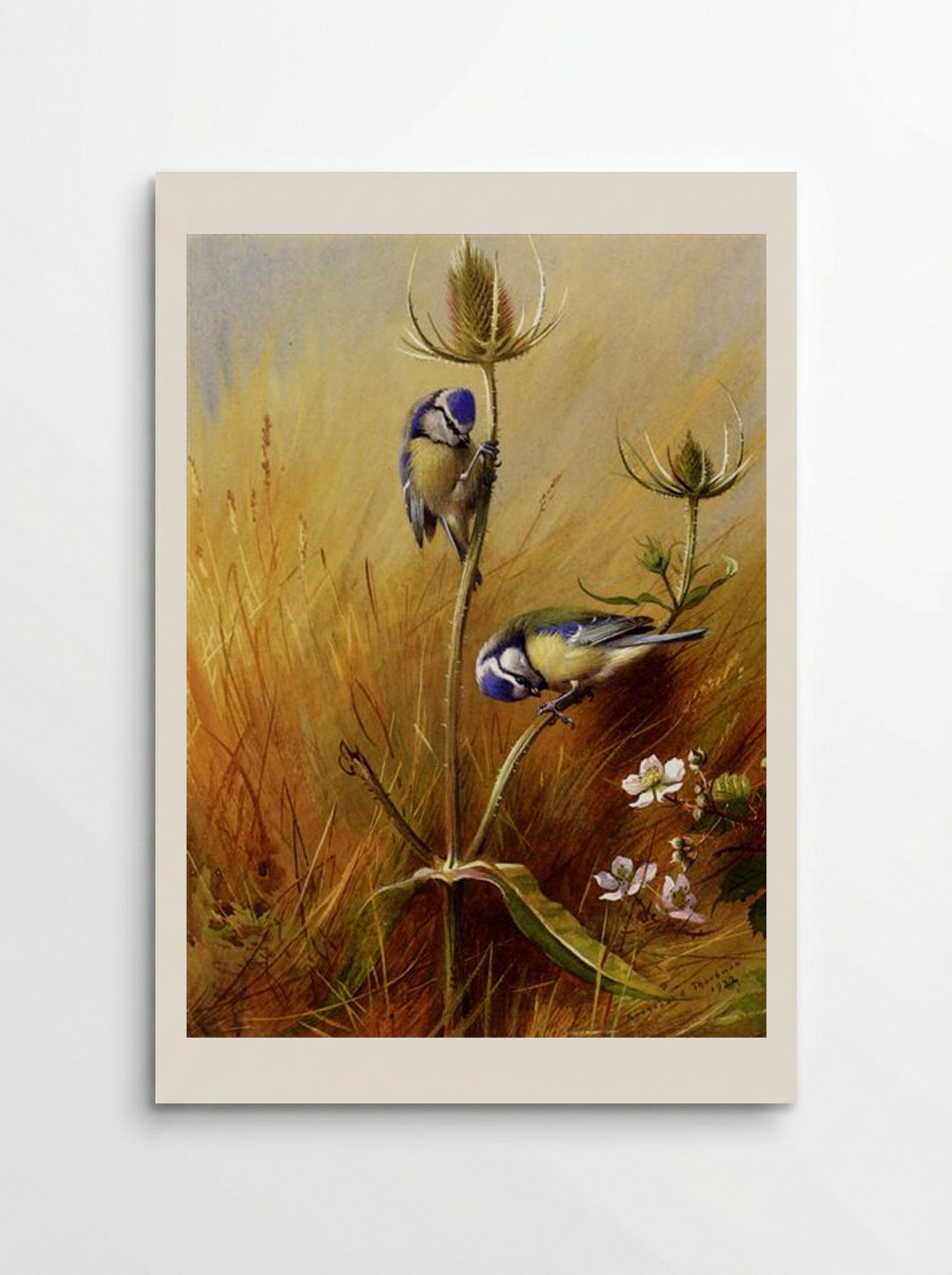 Bluetits On A Teasel - Archibald Thorburn - Poster