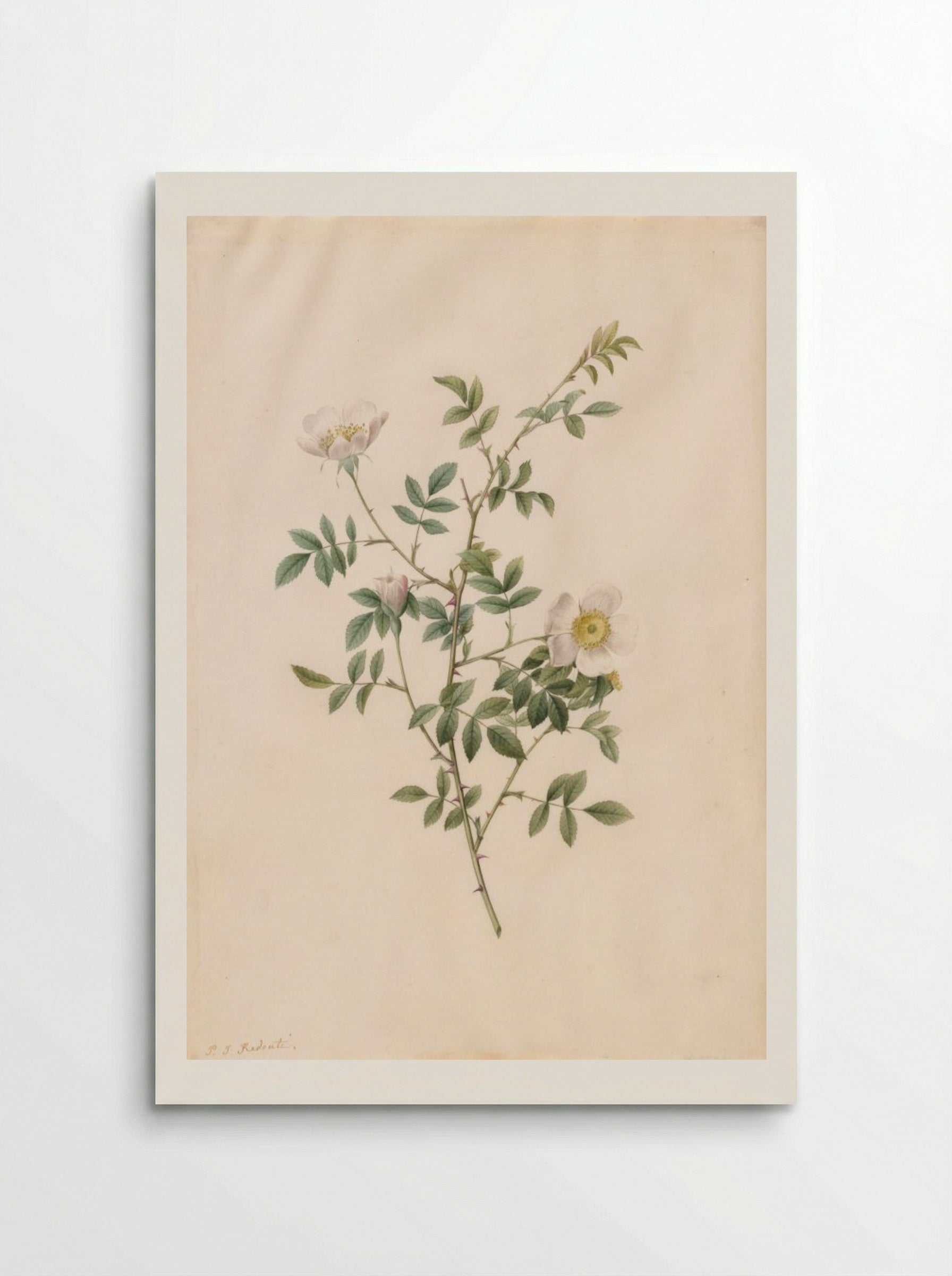 Brier Bush Rose or Dog Rose (Rosa Sepium Rosea) - Pierre-Joseph Redouté - Poster