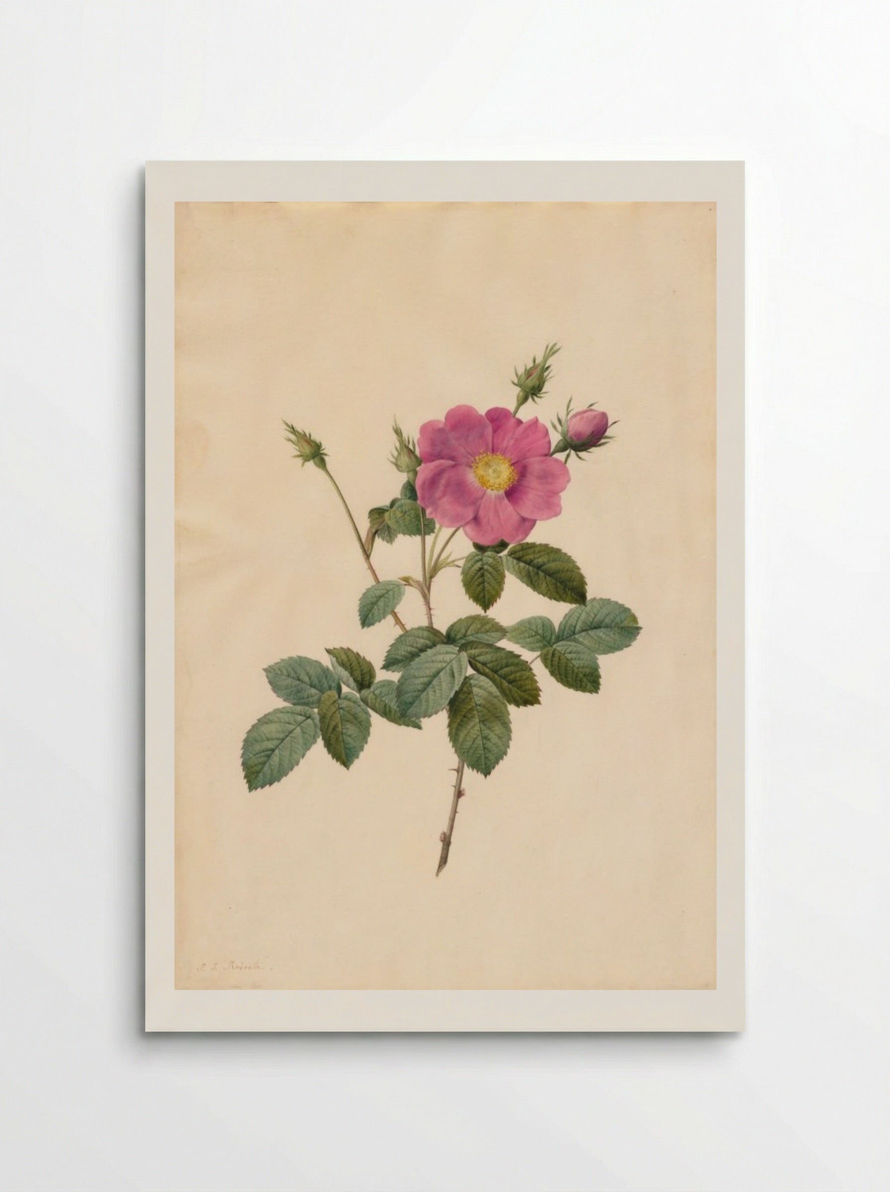 Cabbage Rose (Rosa Centifolia Simplex) - Pierre-Joseph Redouté - Poster