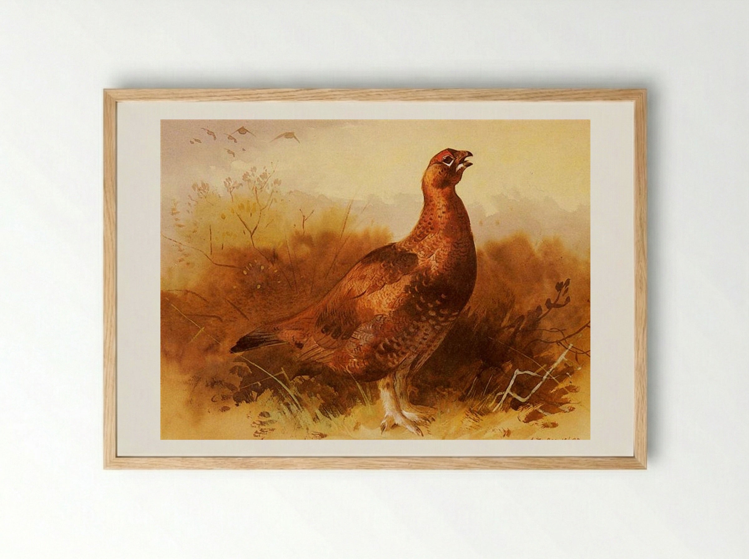 Cock Grouse - Archibald Thorburn - Framed Print Wood