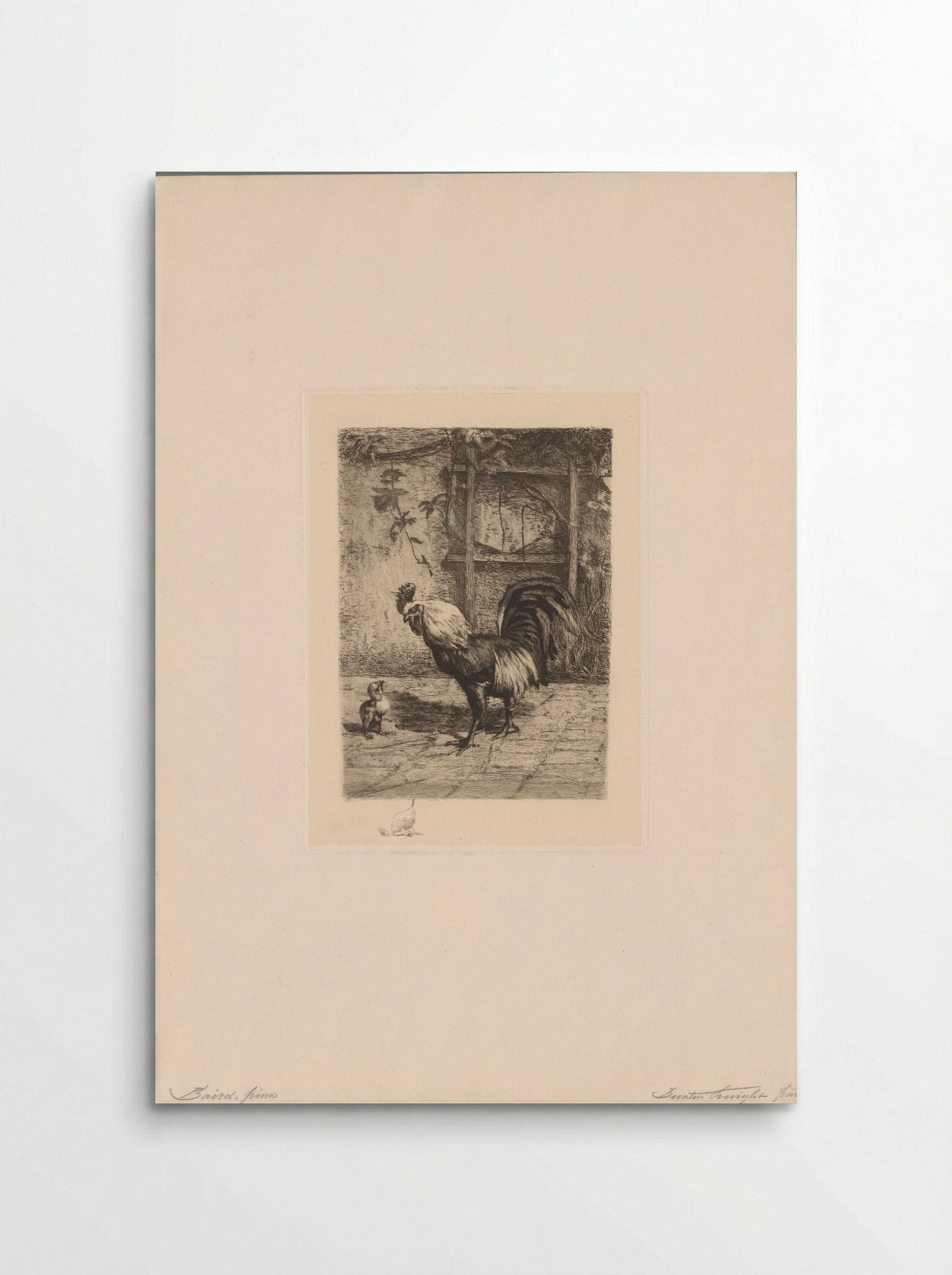 Kuiken bij een grote haan - John Buxton Knight - Poster