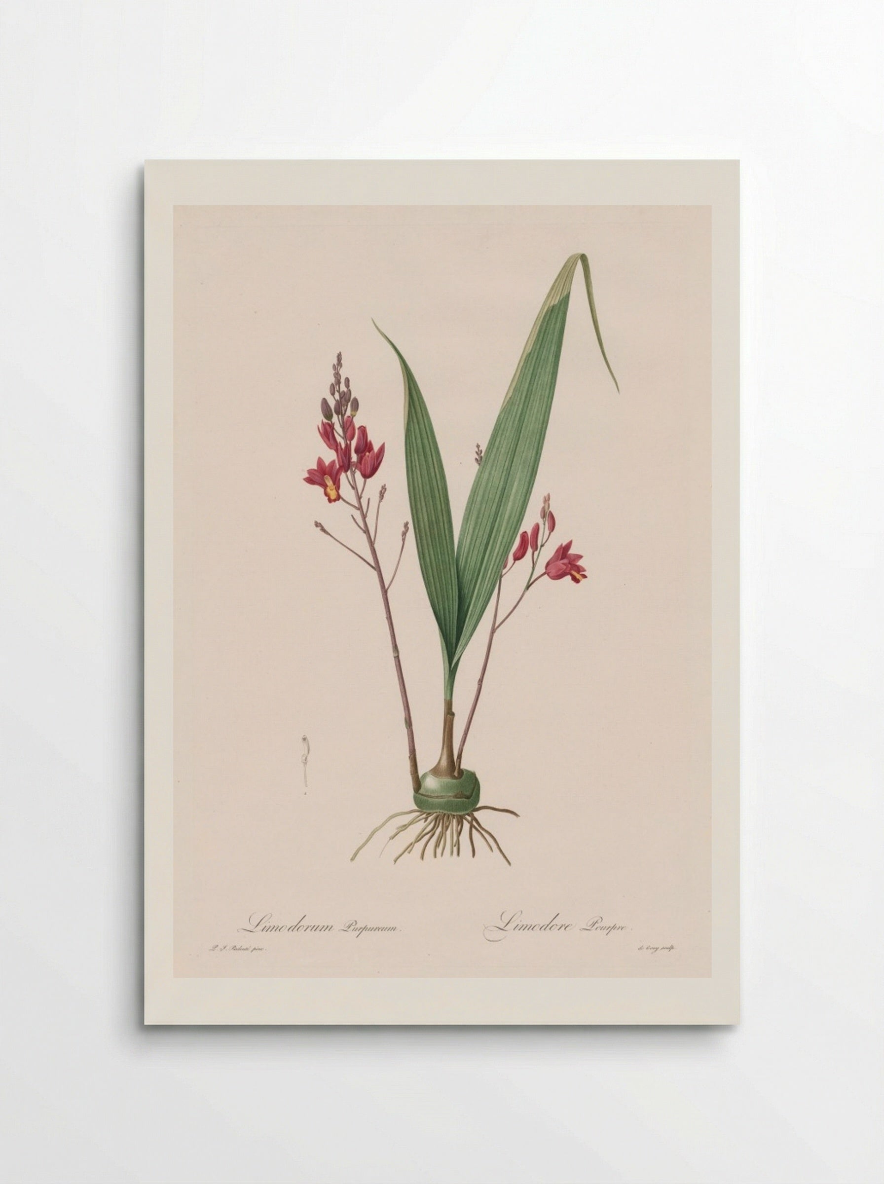 Limodorum purpureum - Pierre-Joseph Redouté - Poster
