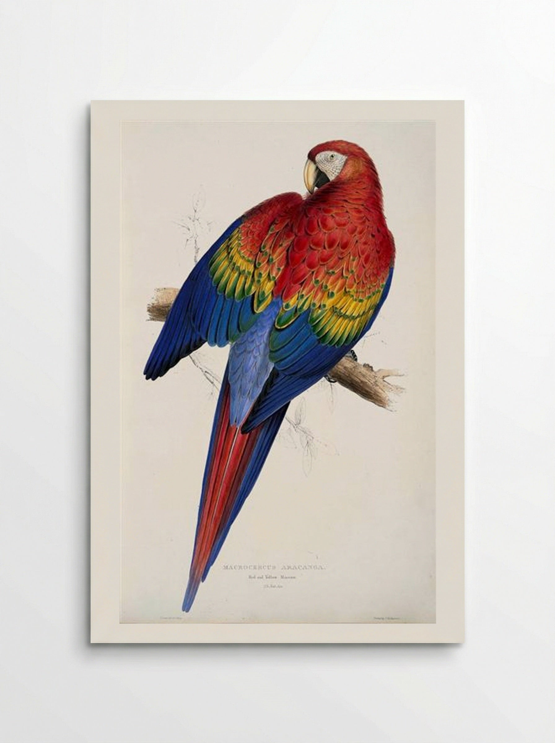 Macrocercus aracanga (Red and Yellow Macaw) - Edward Lear - Poster