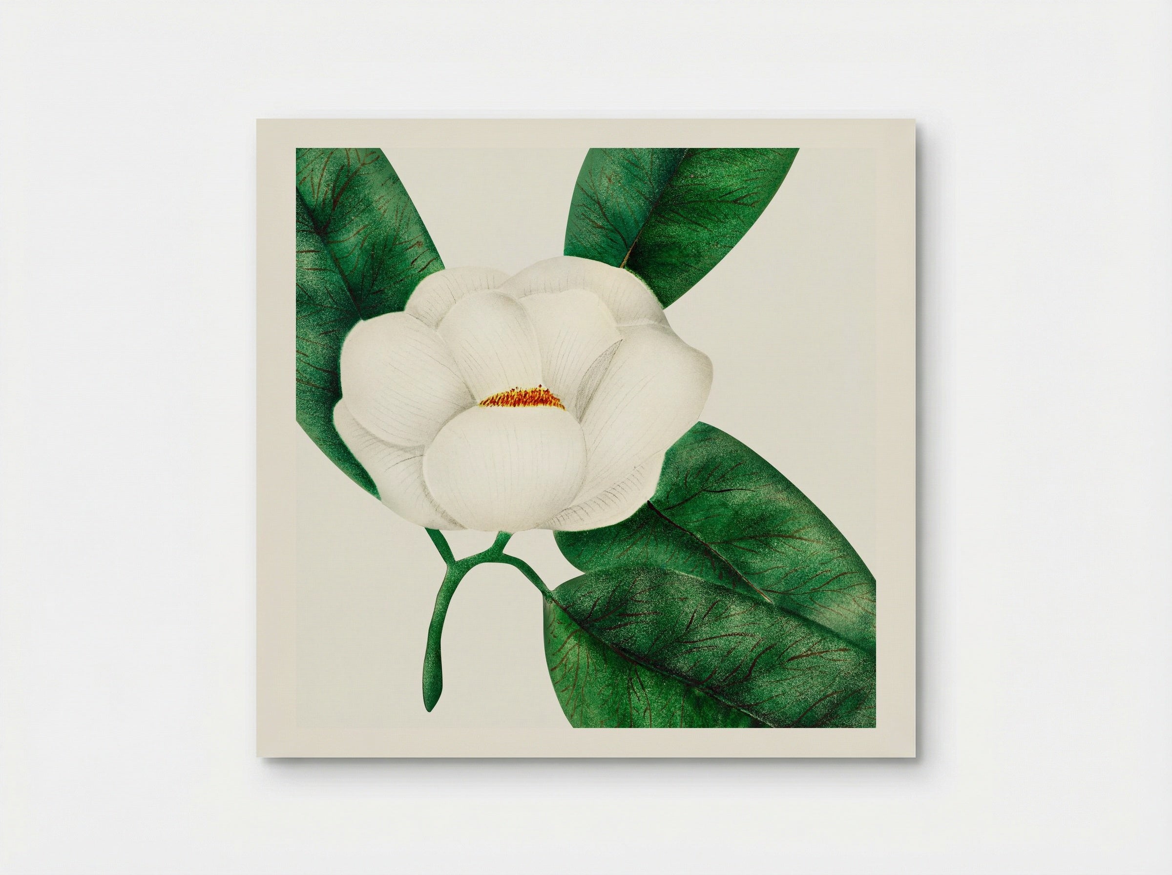 Magnolia - Mary Altha Nims - Poster