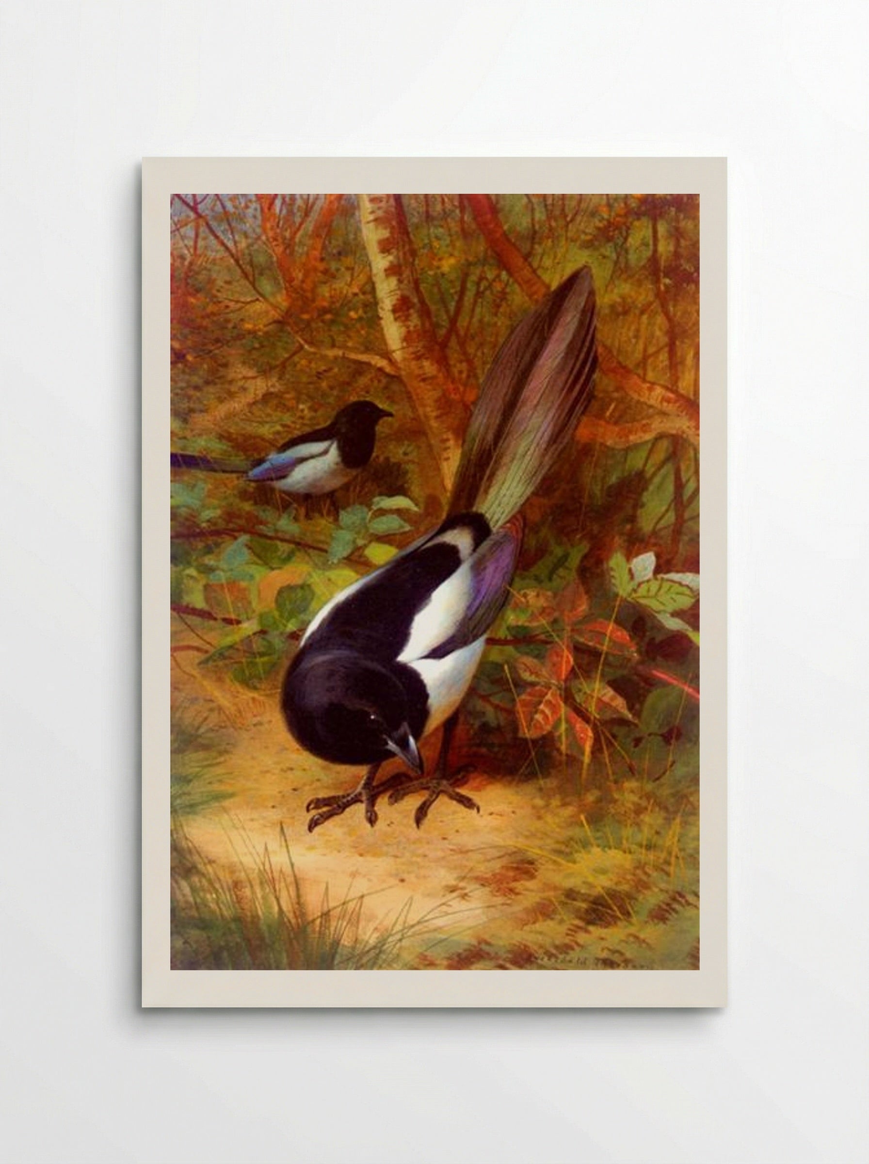 Magpies - Archibald Thorburn - Poster