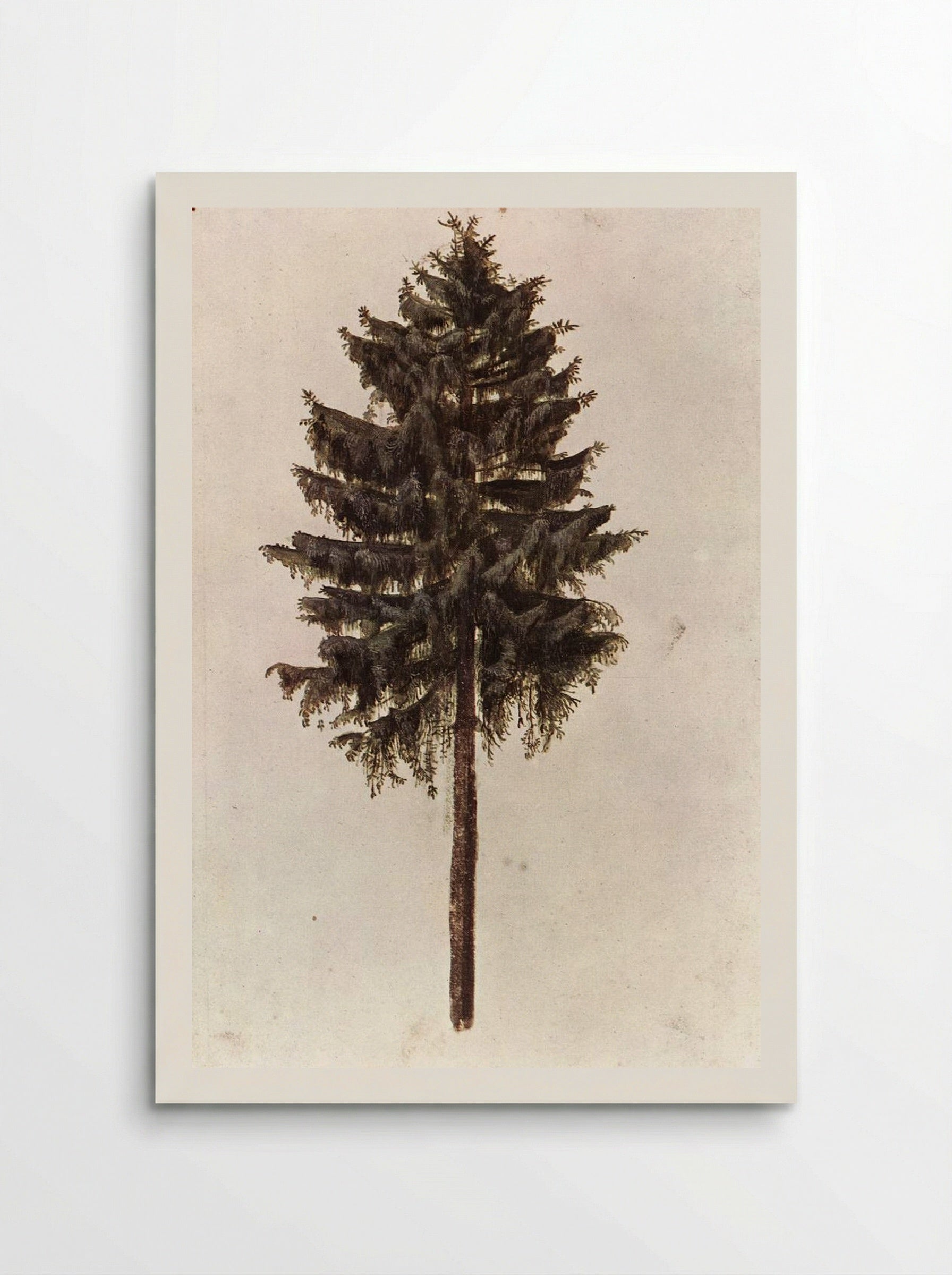 Pine Tree - Albrecht Dürer - Poster