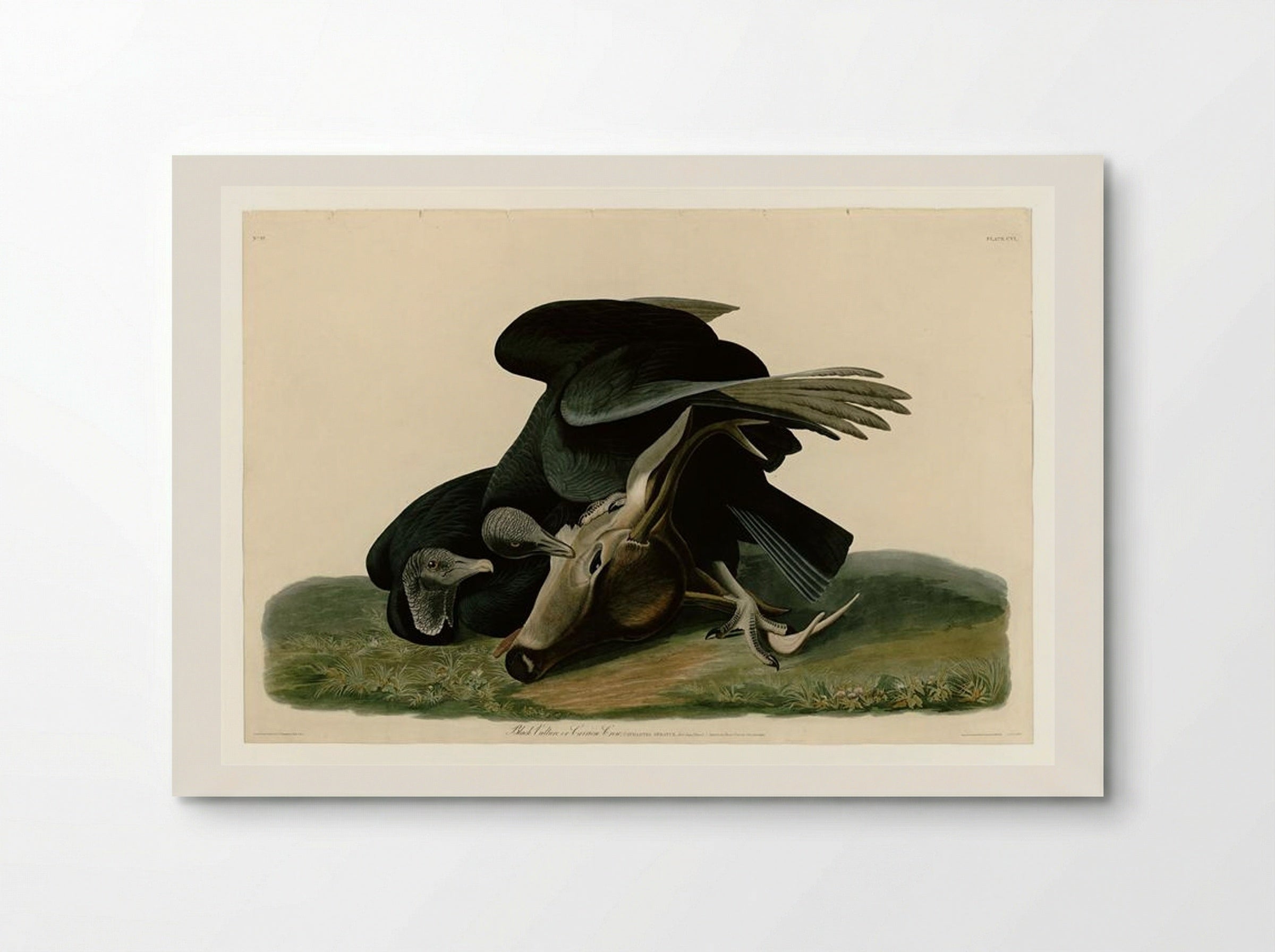 Plate 106 Black Vulture or Carrion Crow - John James Audubon - Poster