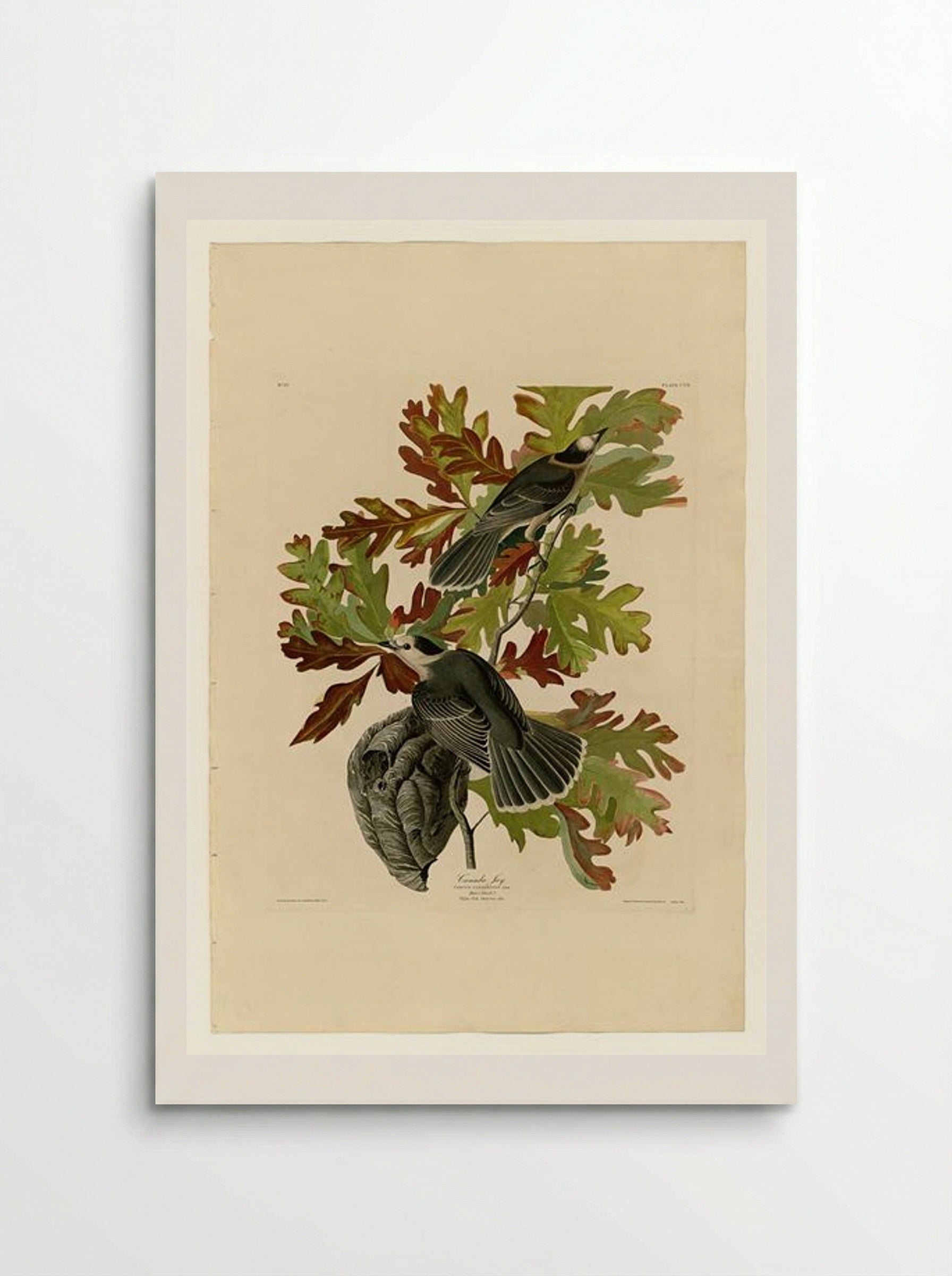Plate 107 Canada Jay - John James Audubon - Poster