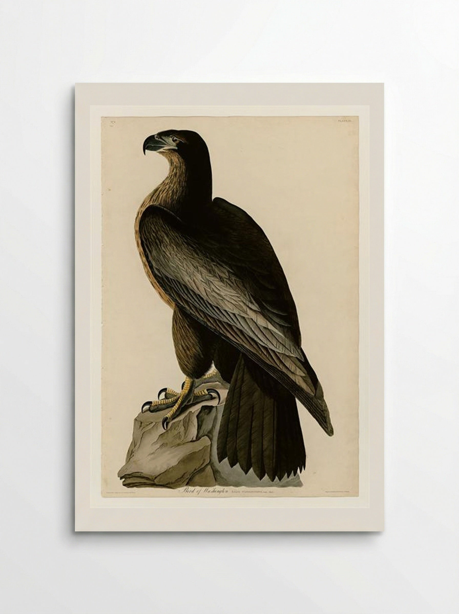 Plate 11. Bird of Washington - John James Audubon - Poster
