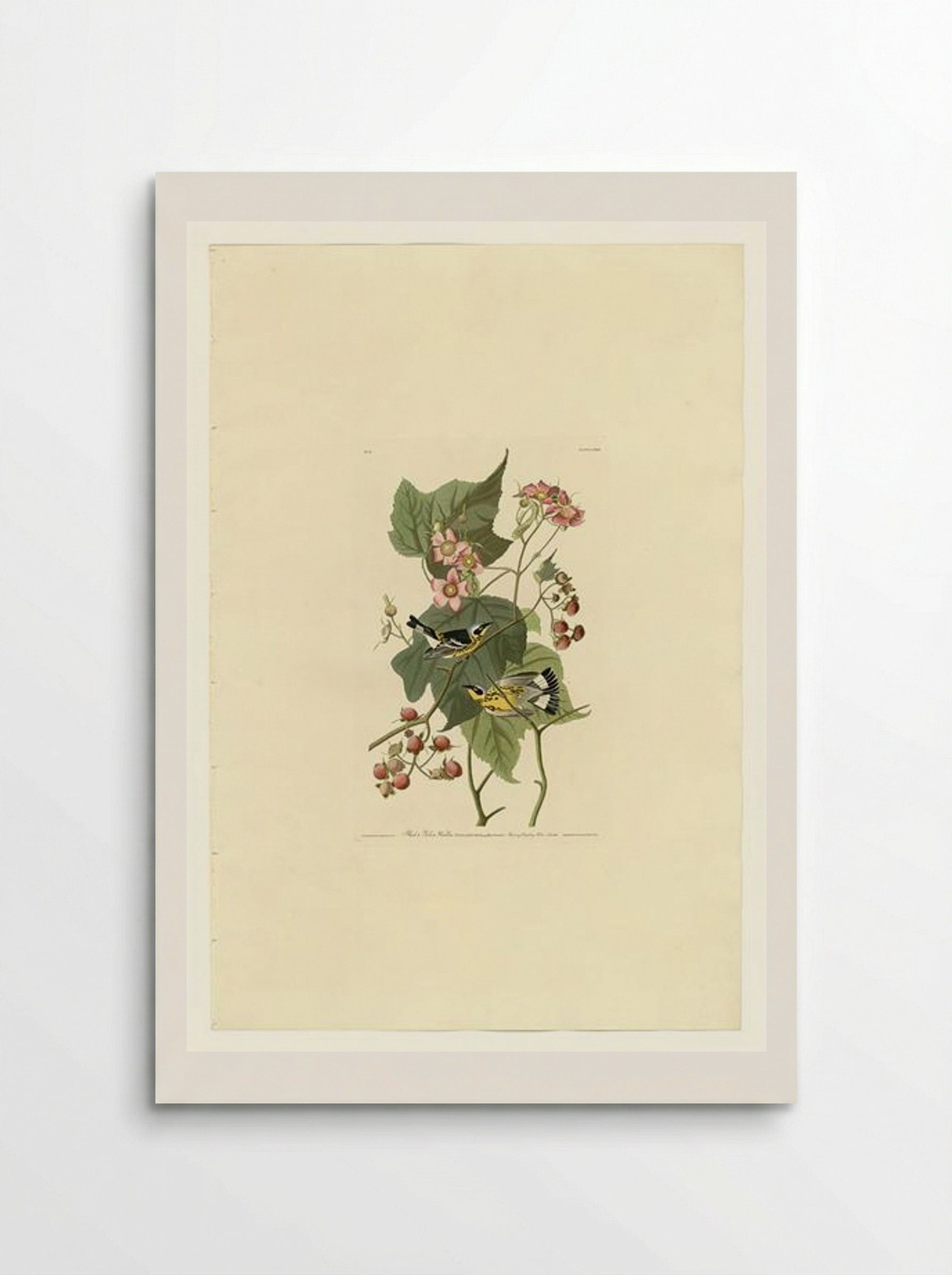 Plate 123 Black & Yellow Warblers - John James Audubon - Poster