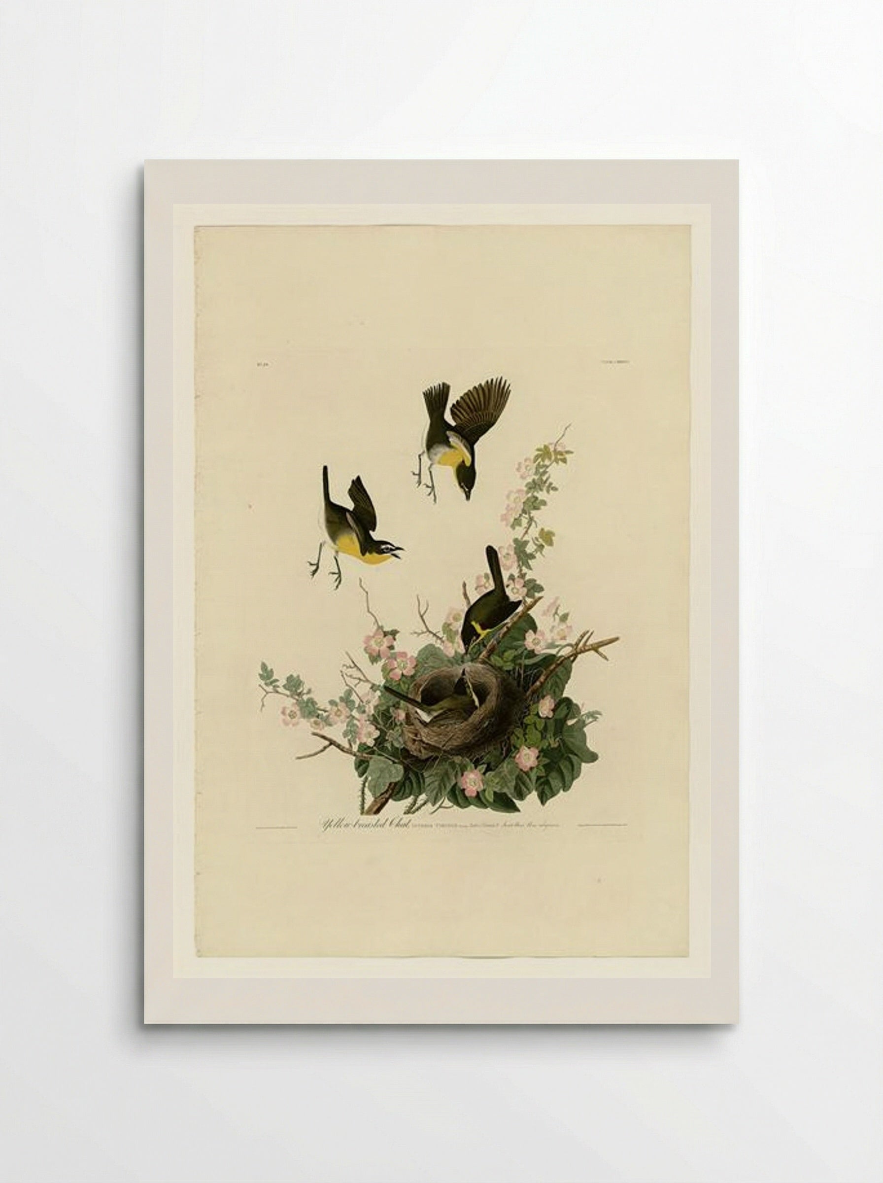 Plate 137 Yellow-breasted Chat - John James Audubon - Poster
