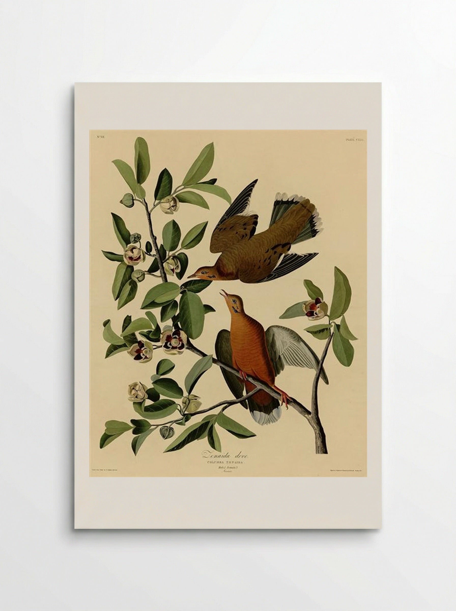 Plate 162 Zenaida Dove - John James Audubon - Poster
