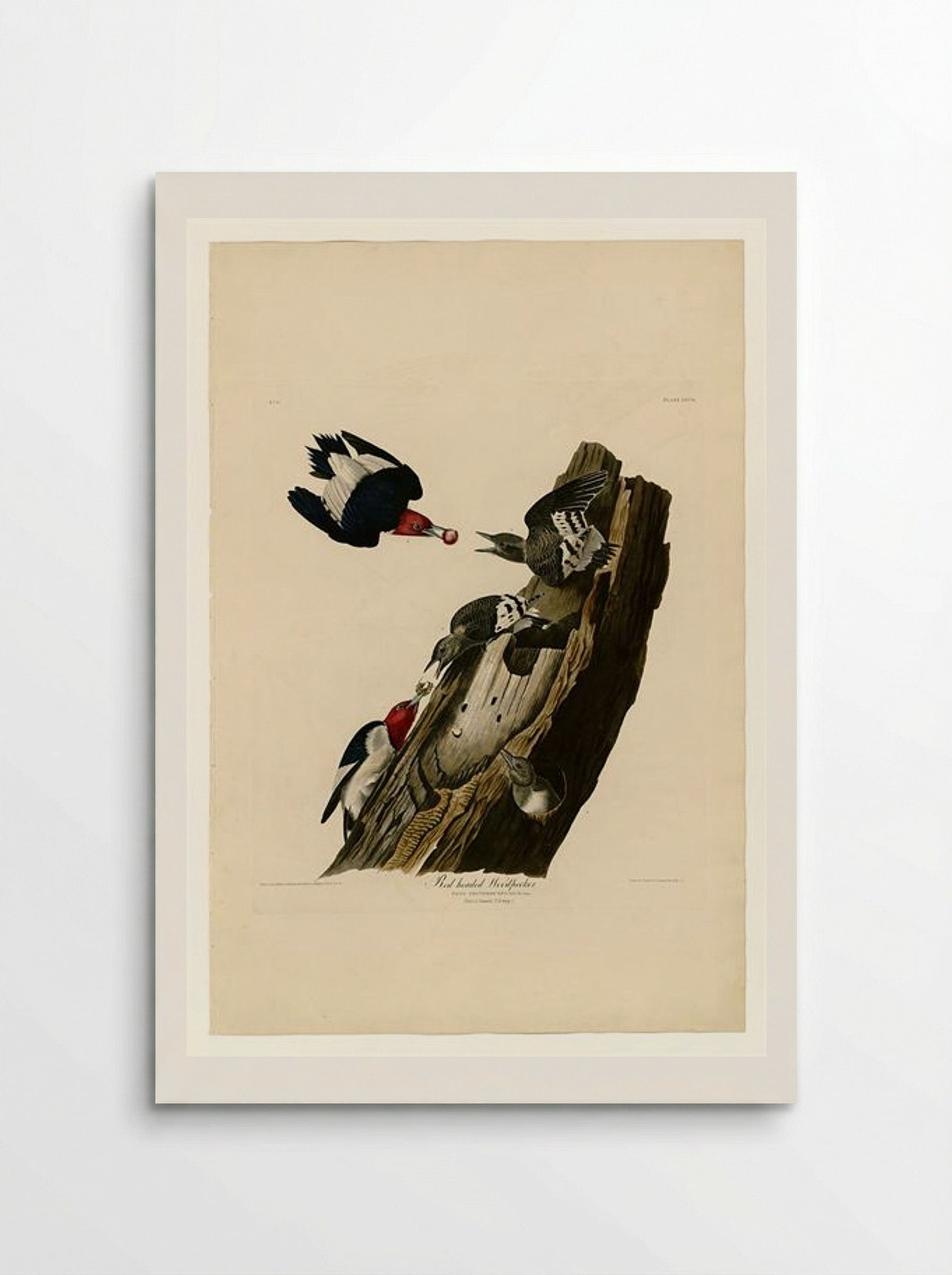 Plate 27. Red-headed Woodpecker - John James Audubon - Poster