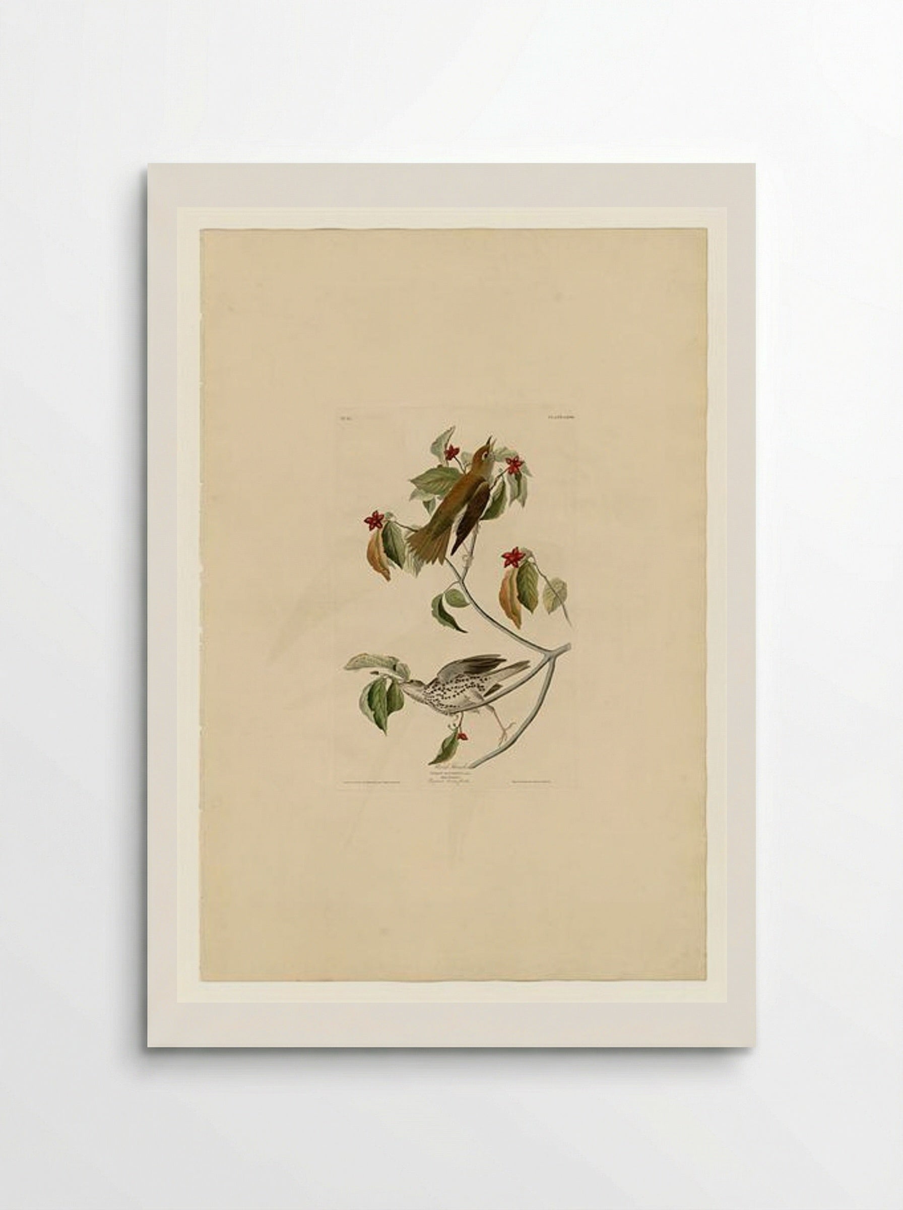 Plate 73 Wood Thrush - John James Audubon - Poster