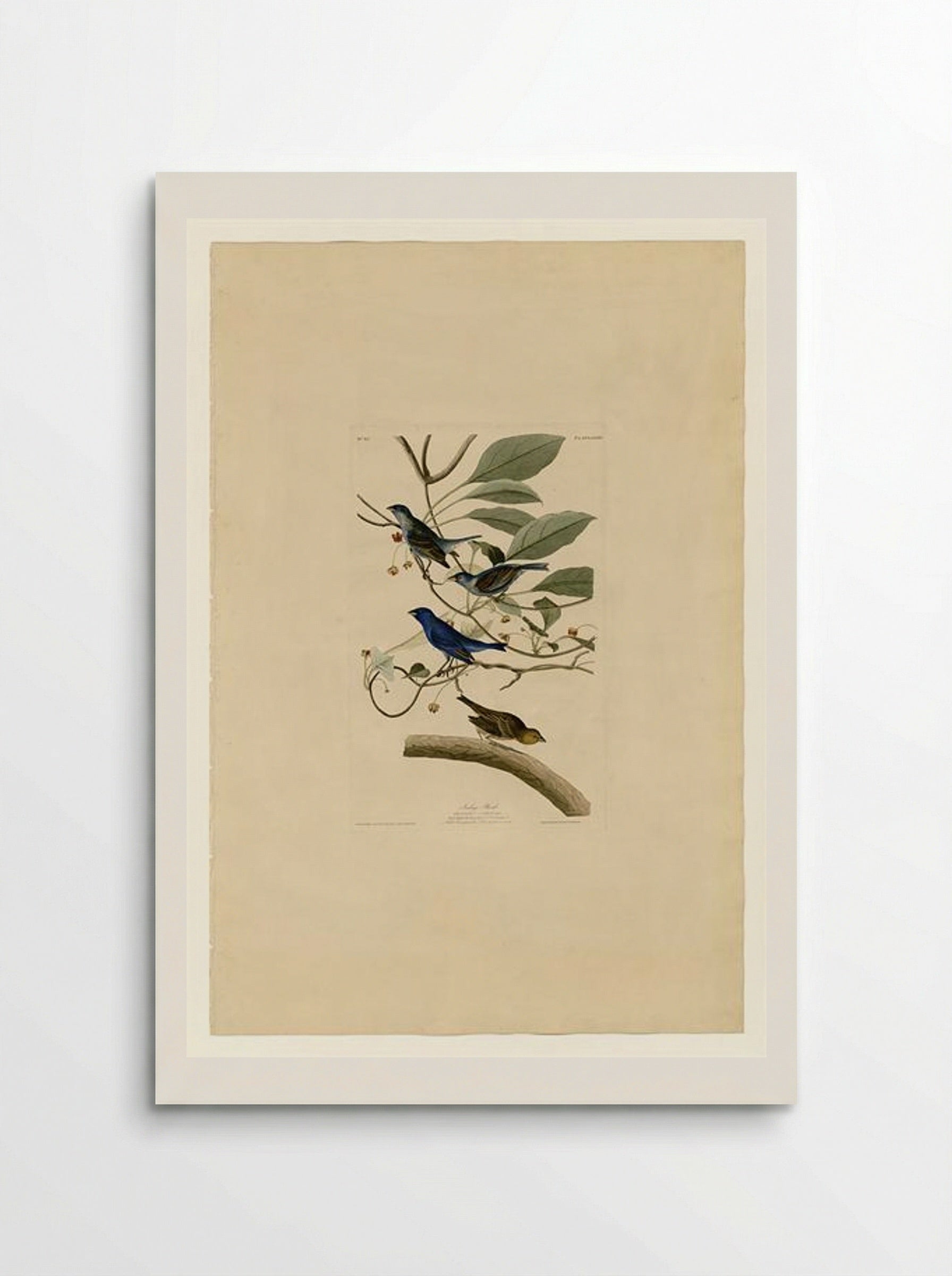 Plate 74 Indigo Bird - John James Audubon - Poster