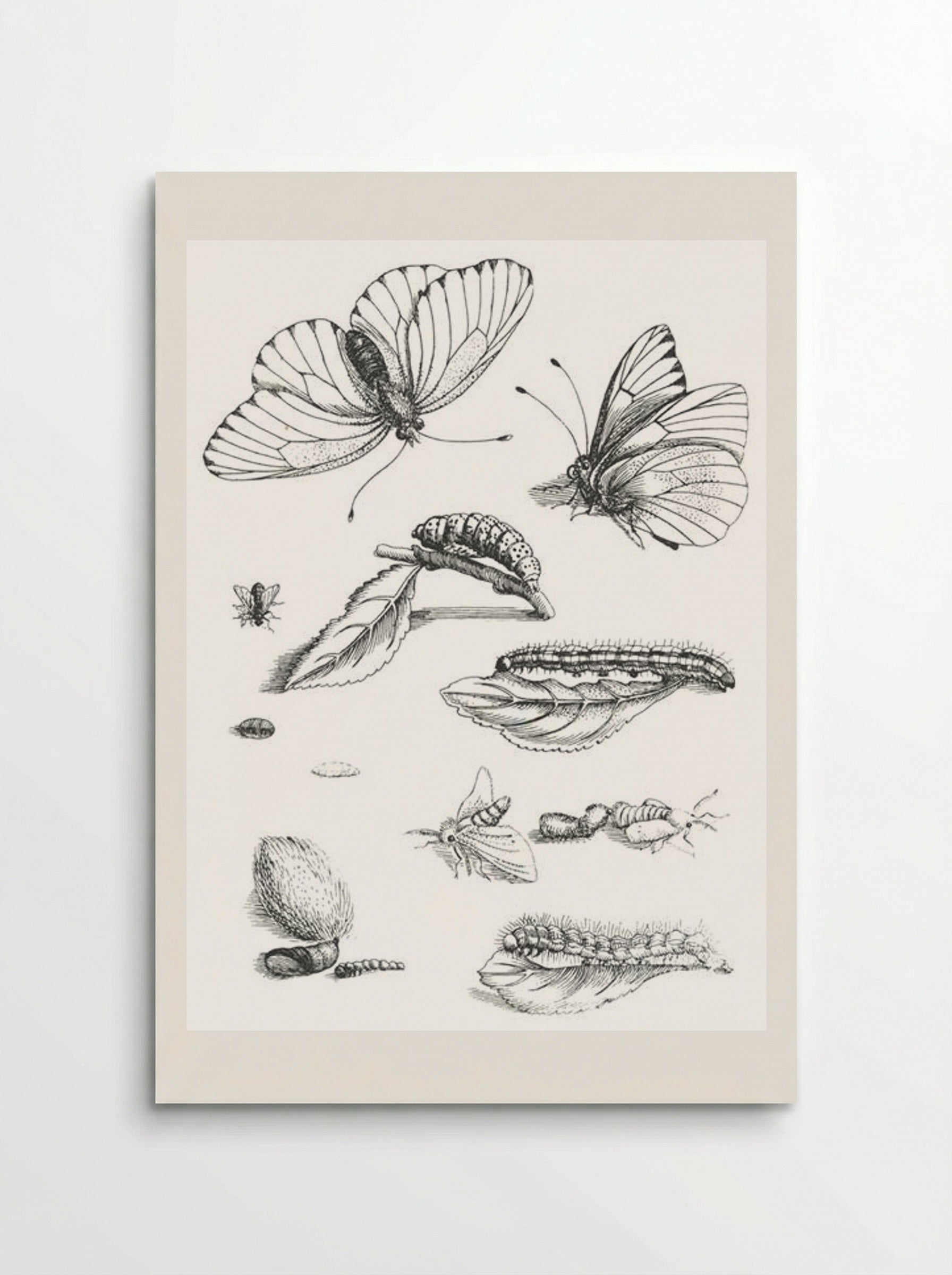 Plate LXXXV, from Erucarum Ortus Alimentum et Paradoxa Metamorphosis - Maria Sibylla Merian - Poster