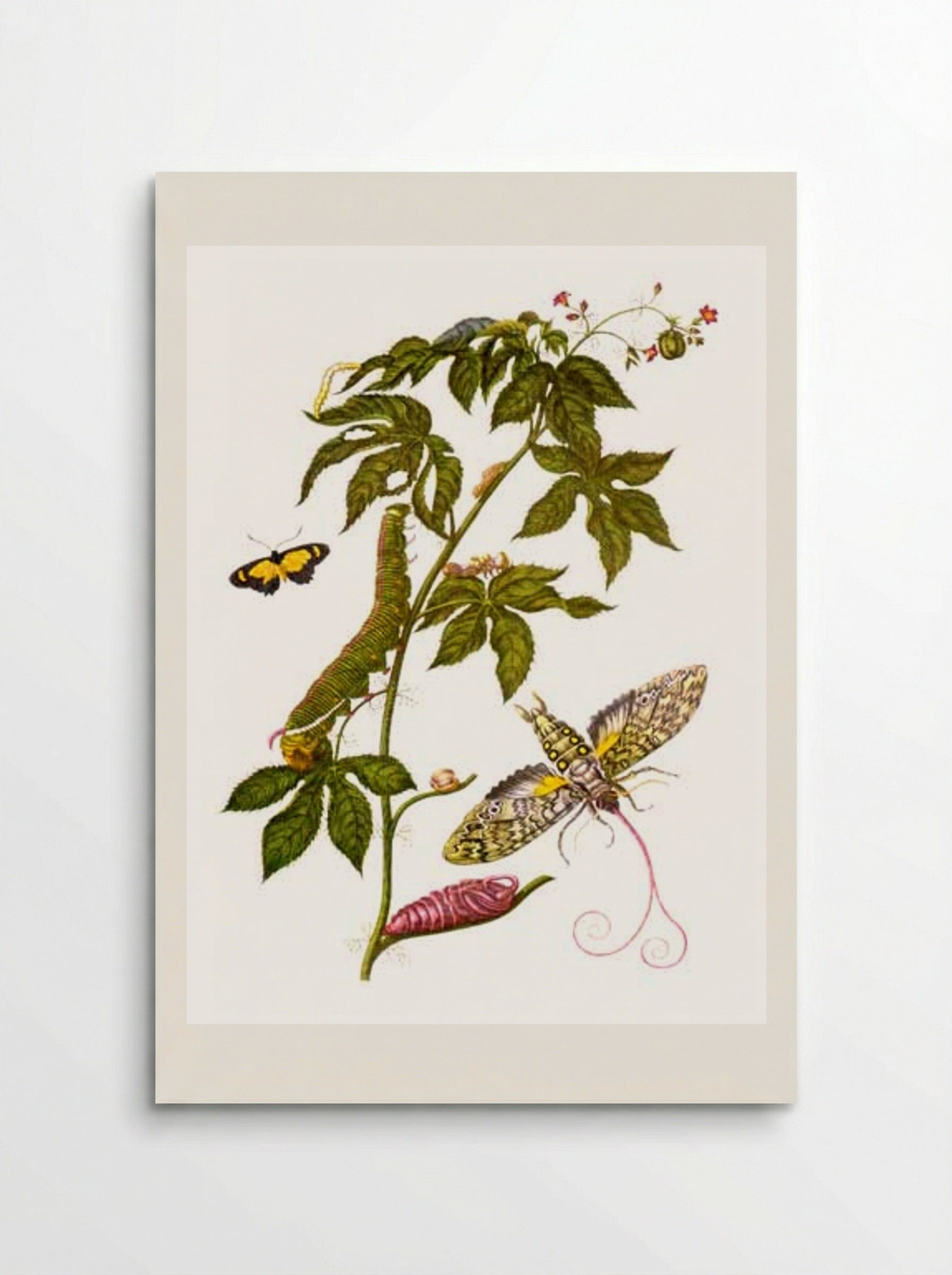 Plate showing stages of Cocytius antaeus, from Metamorphosis insectorum Surinamensium - Maria Sibylla Merian - Poster