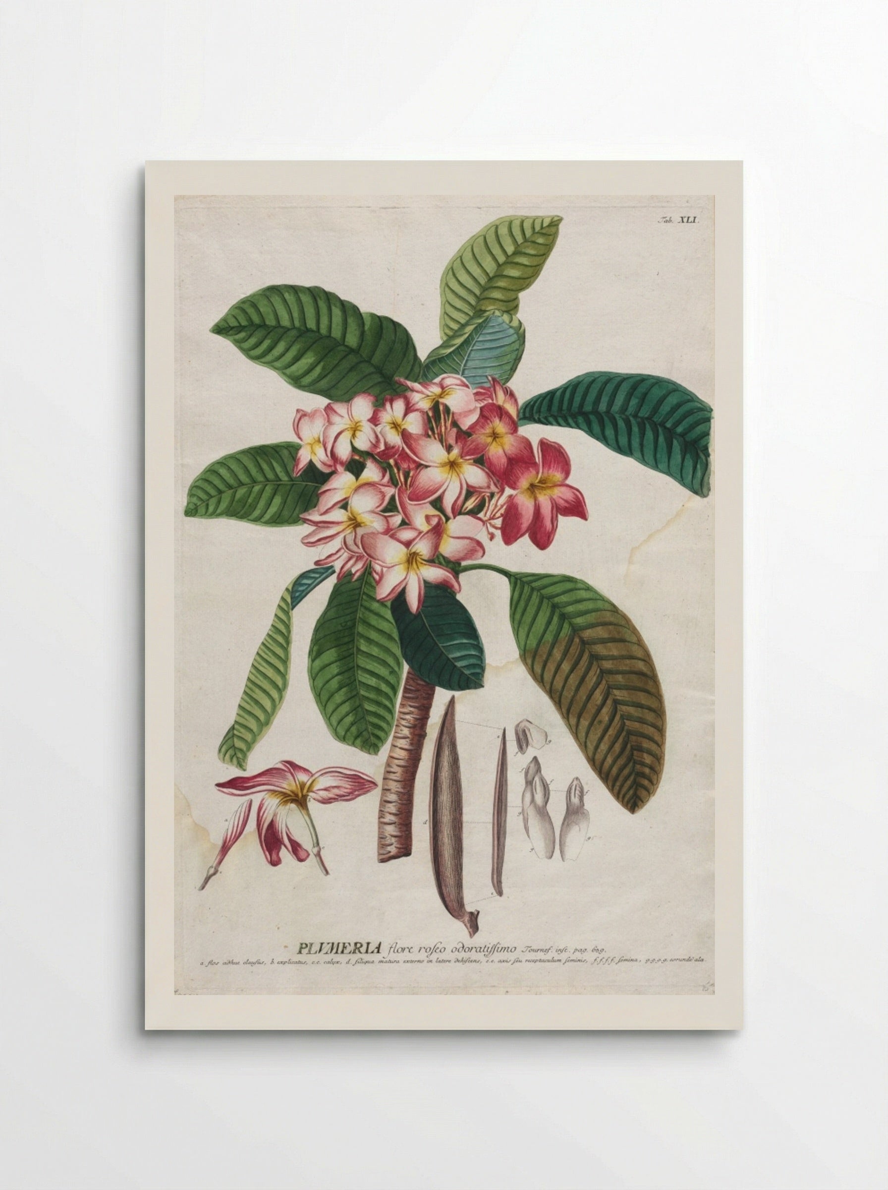 Plumeria flore roseo odoratissimo - Georg Dionysius Ehret - Poster