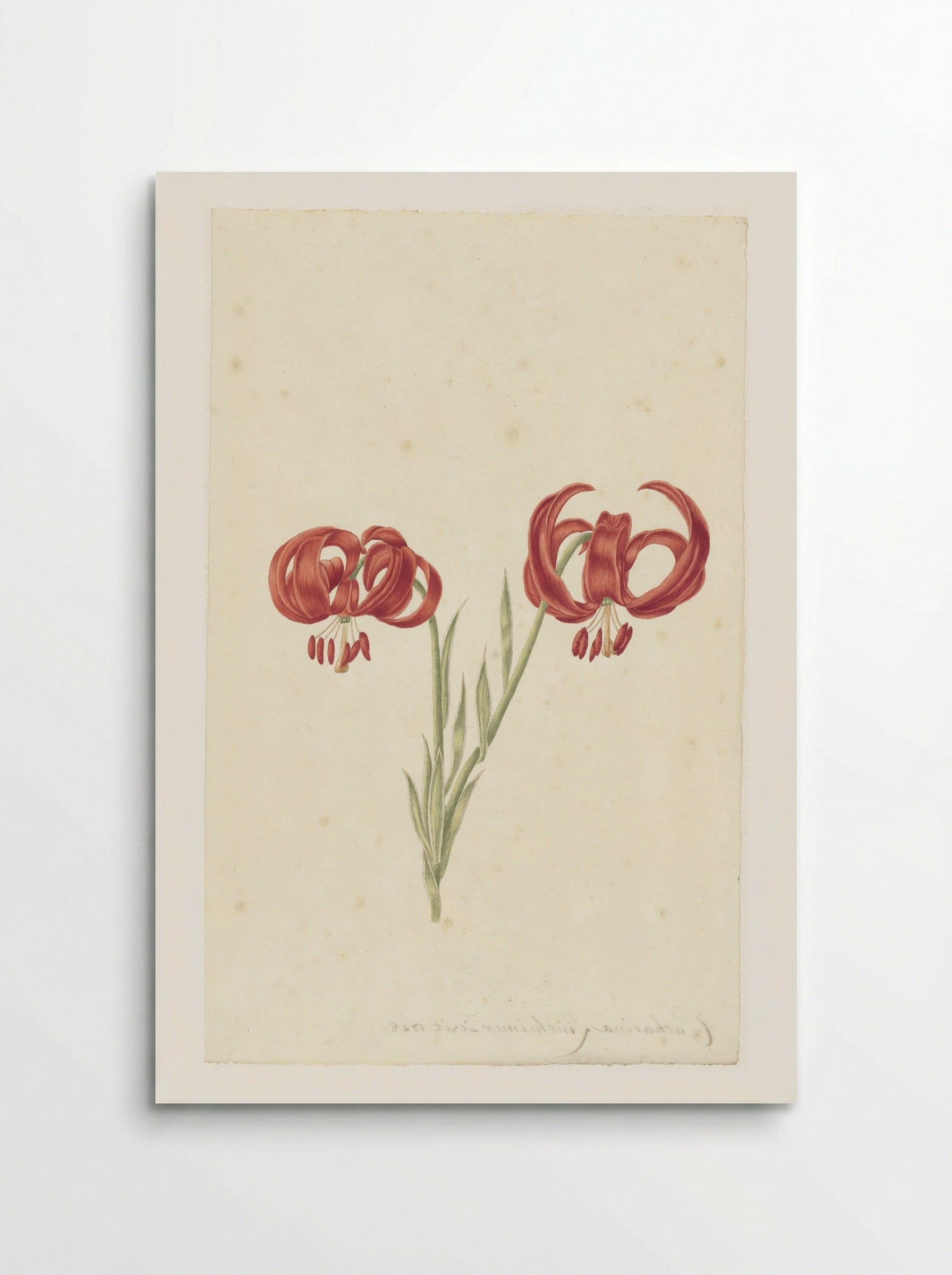 Rode lelie (Red Lily) - Catharina Lintheimer - Poster