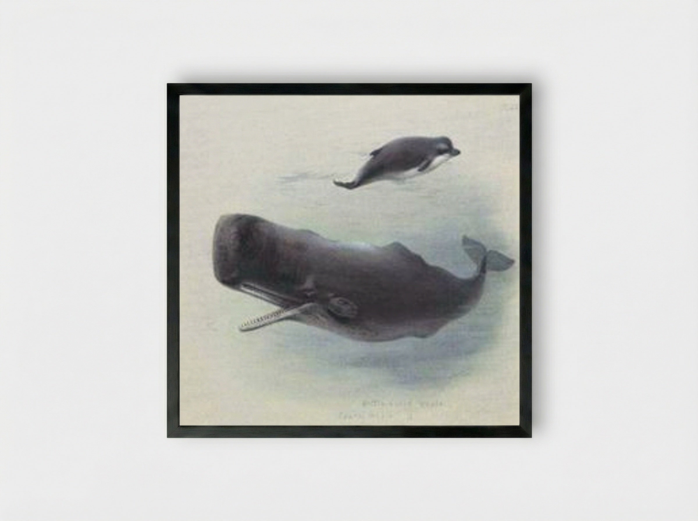 Sperm Whale and Bottlenose Whale - Archibald Thorburn - Framed Print Black