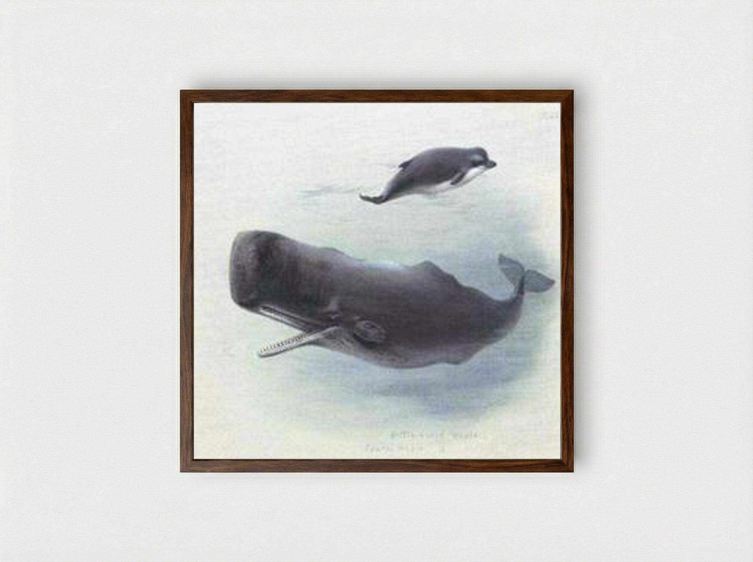Sperm Whale and Bottlenose Whale - Archibald Thorburn - Framed Print Dark Wood