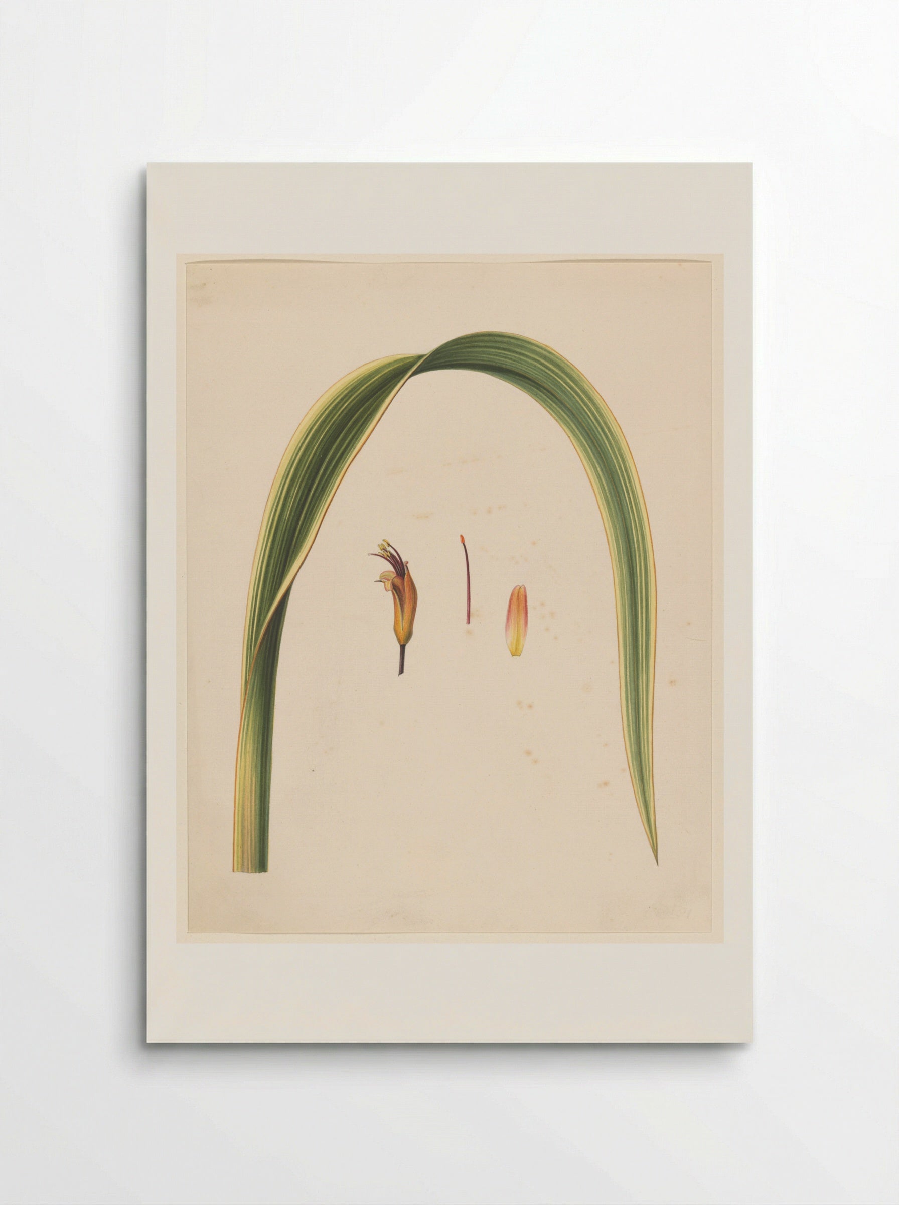 Studie van een blad en een bloem - Abraham Jacobus Wendel - Poster