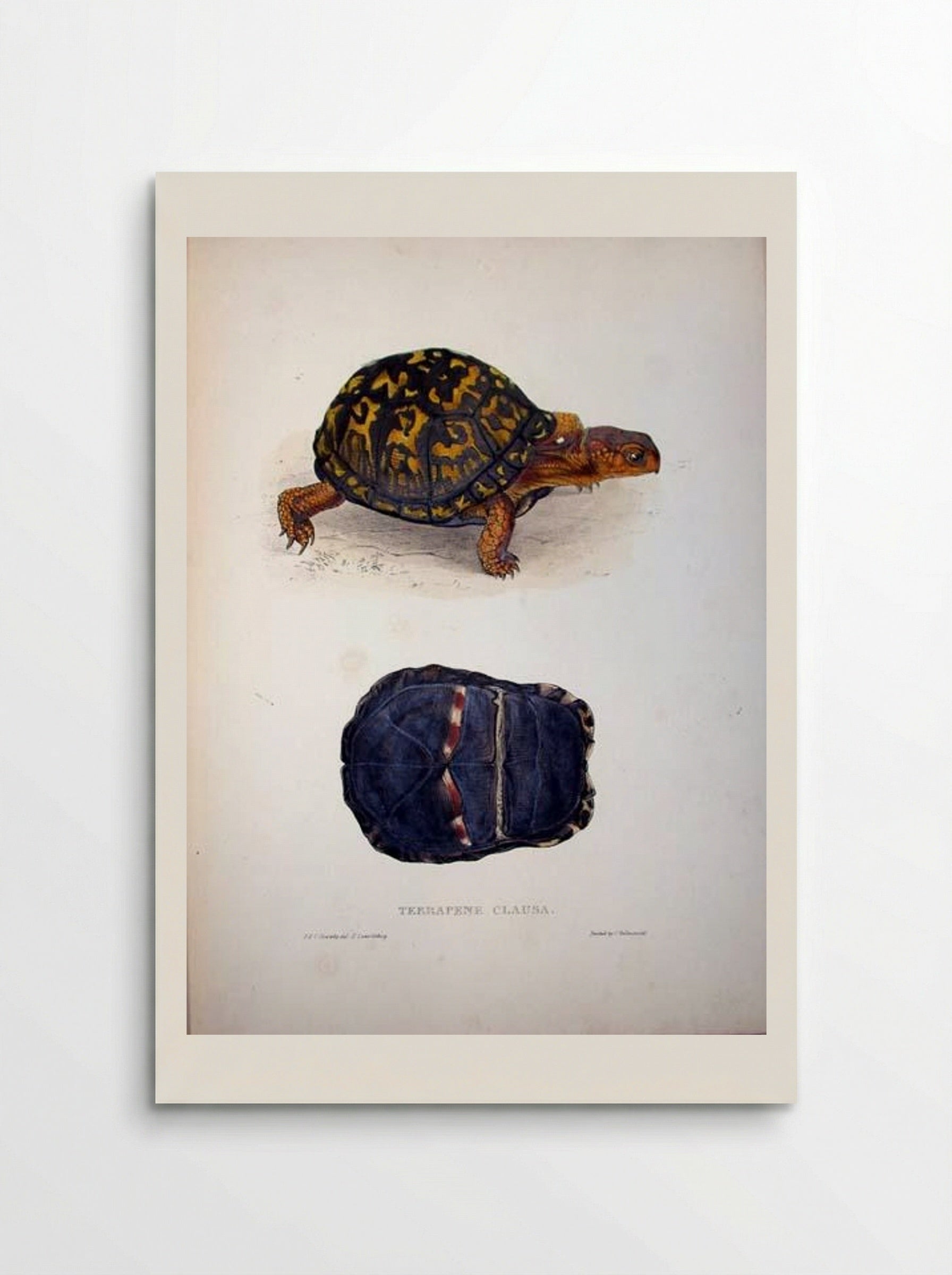 Terrapene clausa - Edward Lear - Poster