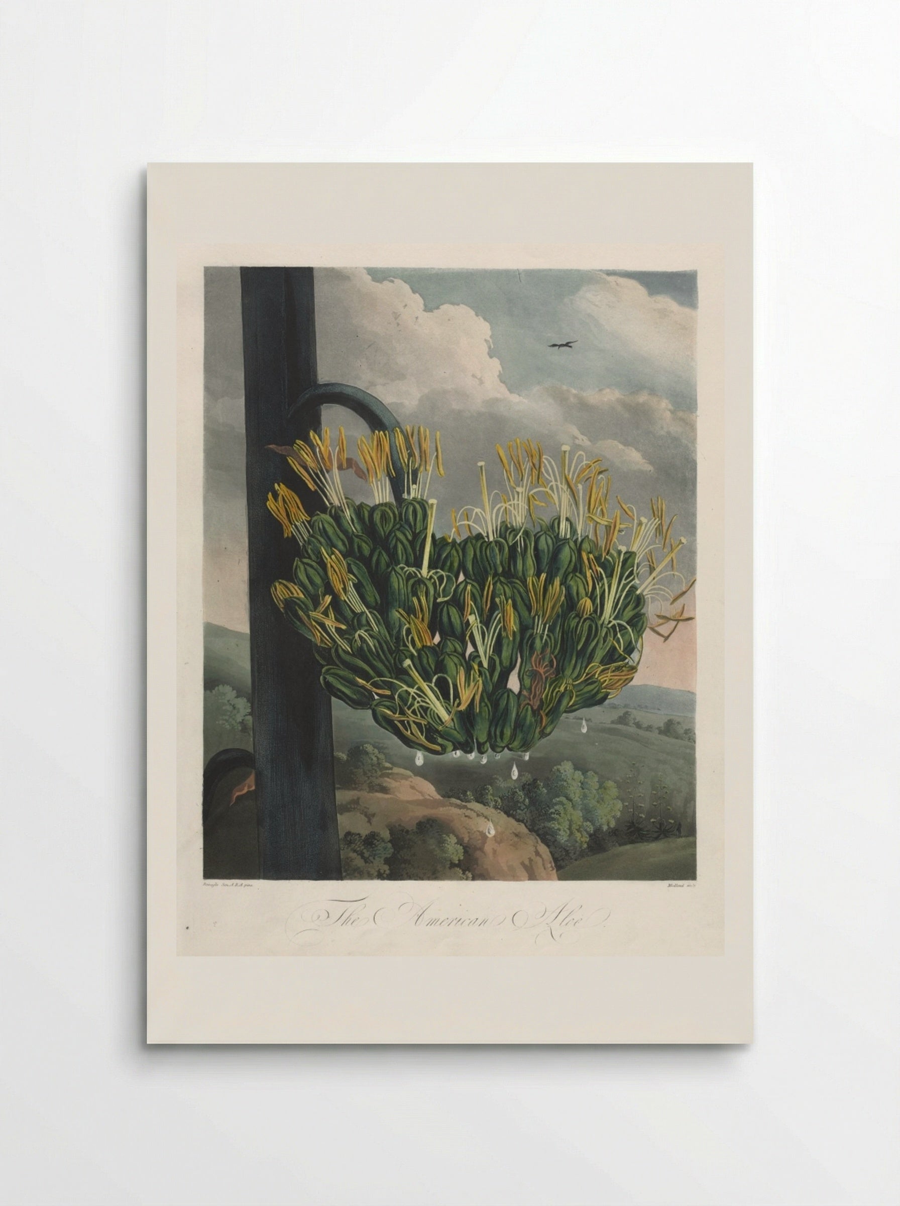 The American Aloe - Robert John Thornton - Poster