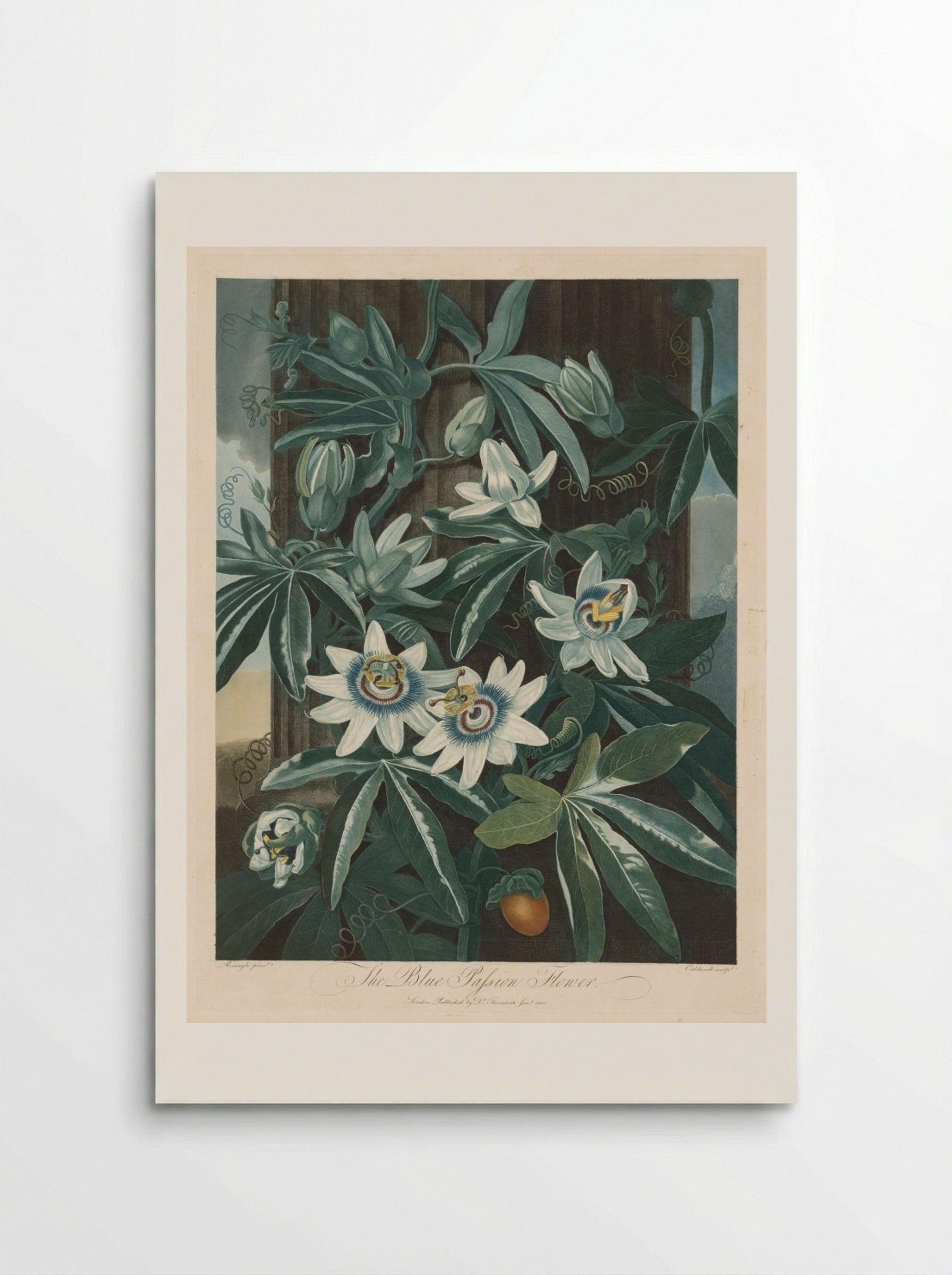 The Blue Passion-flower - Robert John Thornton - Poster