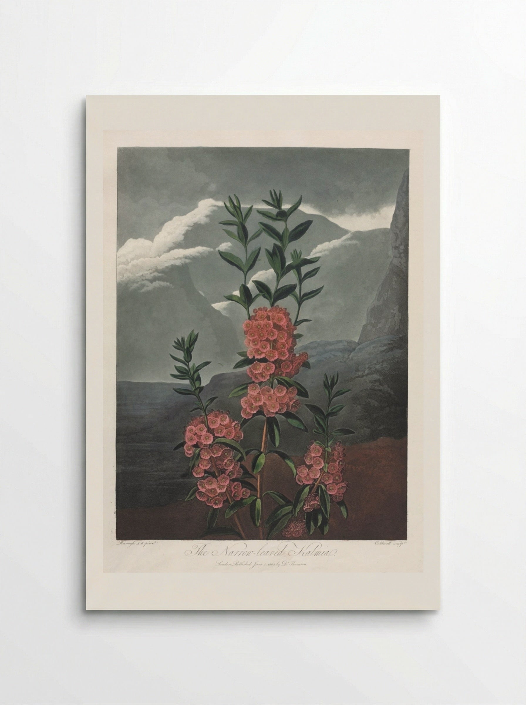 The Narrow-leaved Kalmia - Robert John Thornton - Poster