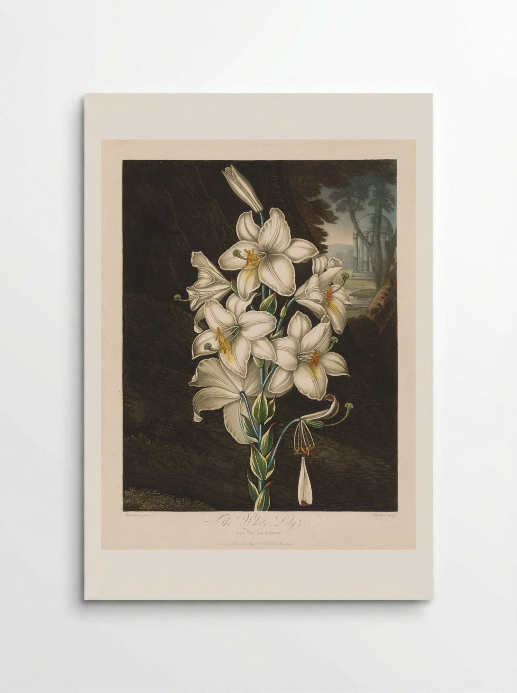 The White Lily with Variegated Leaves - Robert John Thornton - Poster