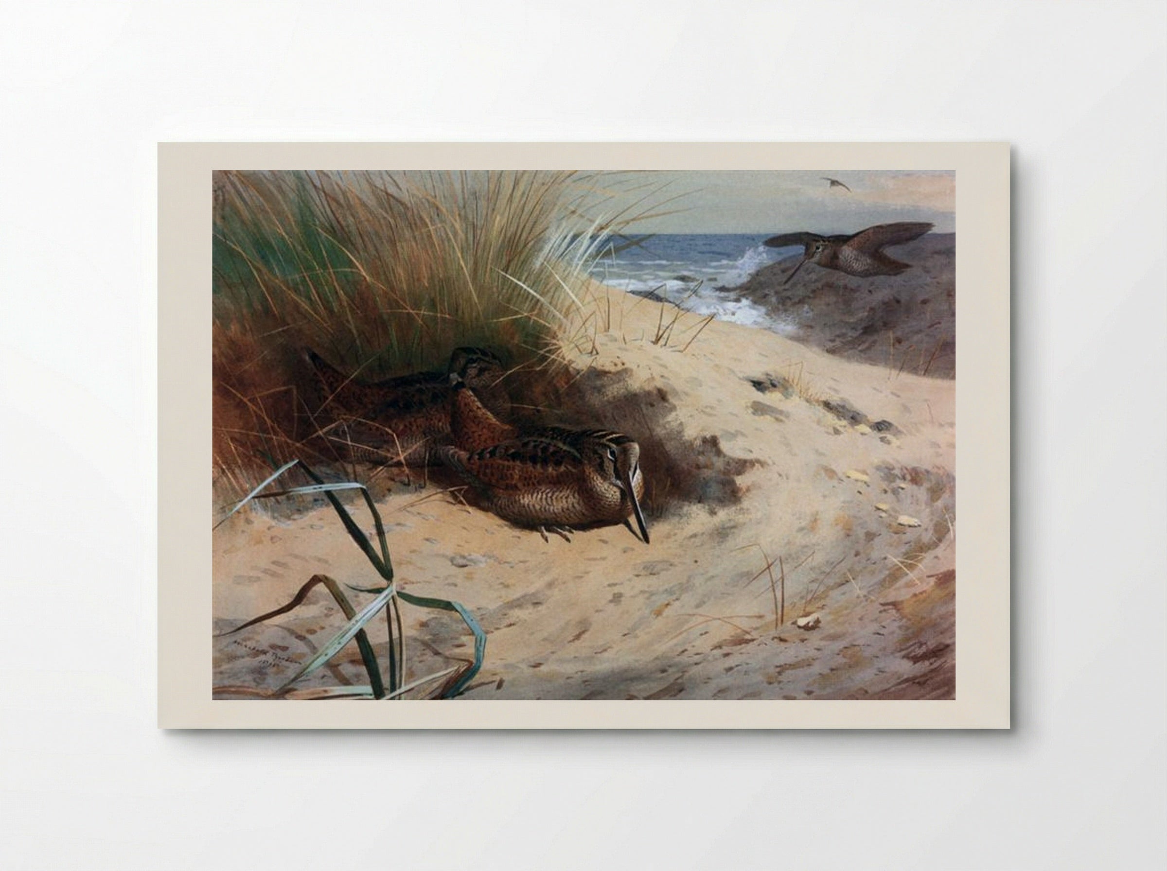 Woodcock Among the Dunes - Archibald Thorburn - Poster