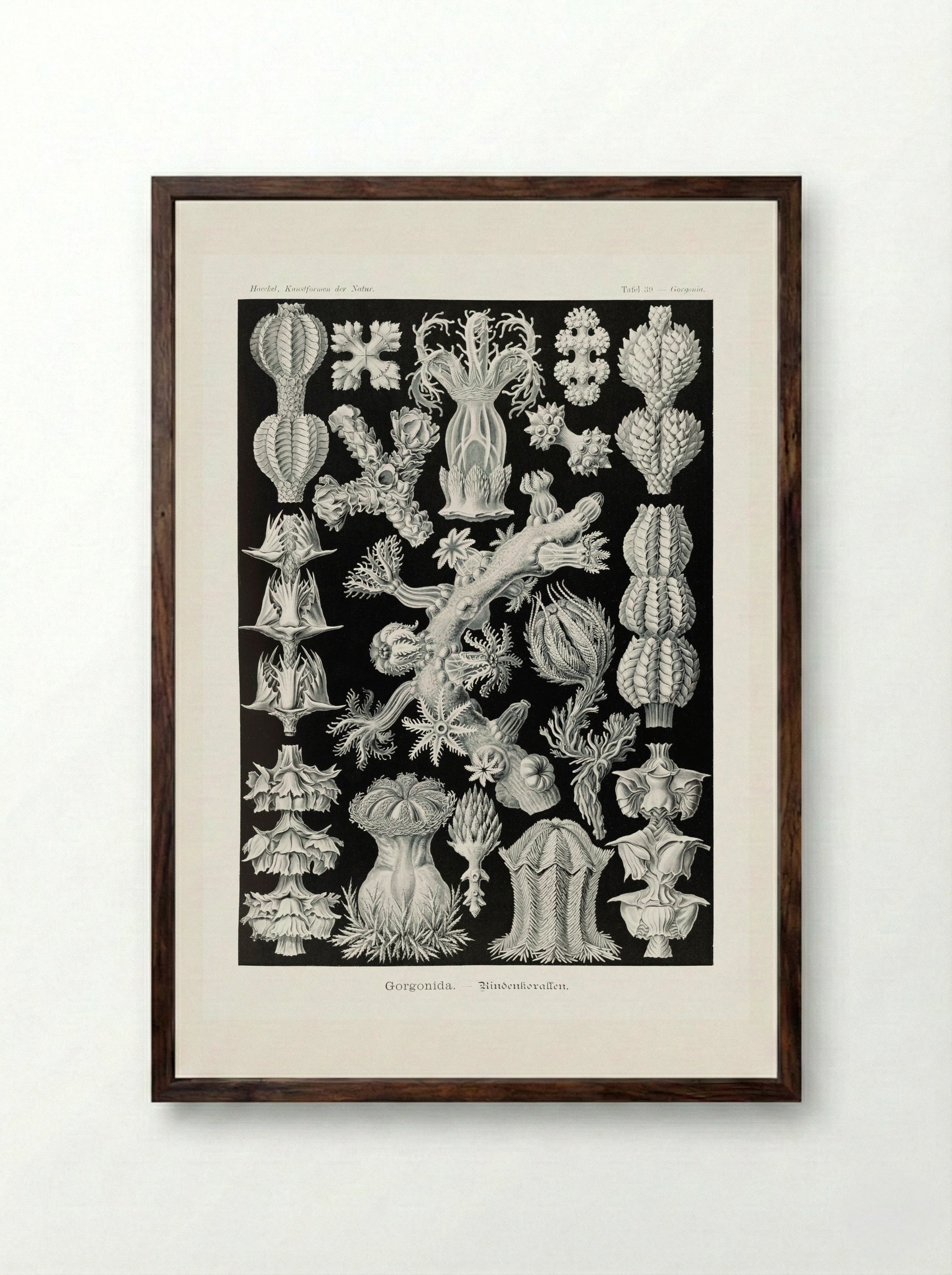 Gorgonida-Rindenkorallen (1904) - Ernst Haeckel - Framed Print Dark Wood