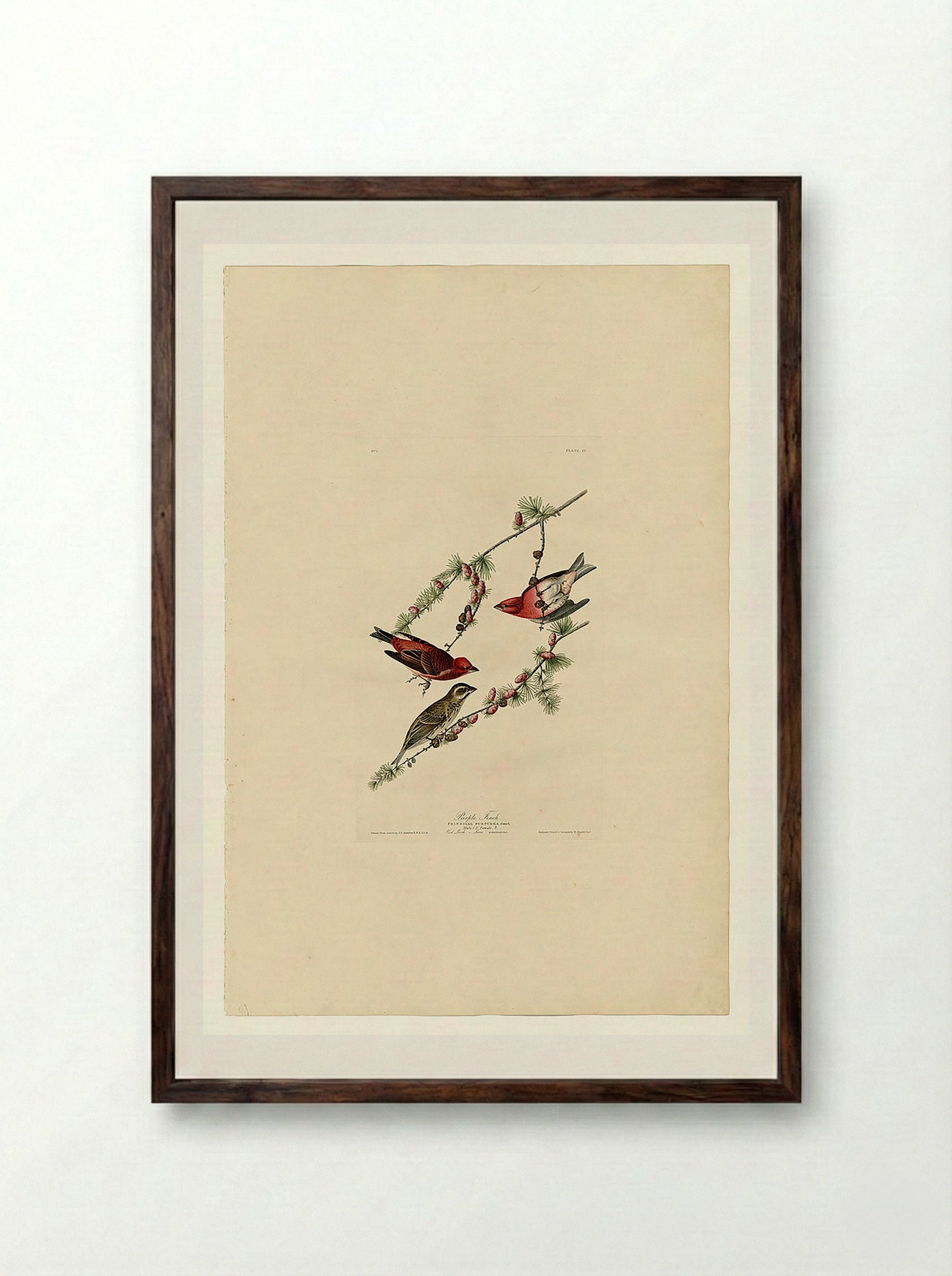 Plate 4. Purple Finch - John James Audubon - Framed Print Dark Wood