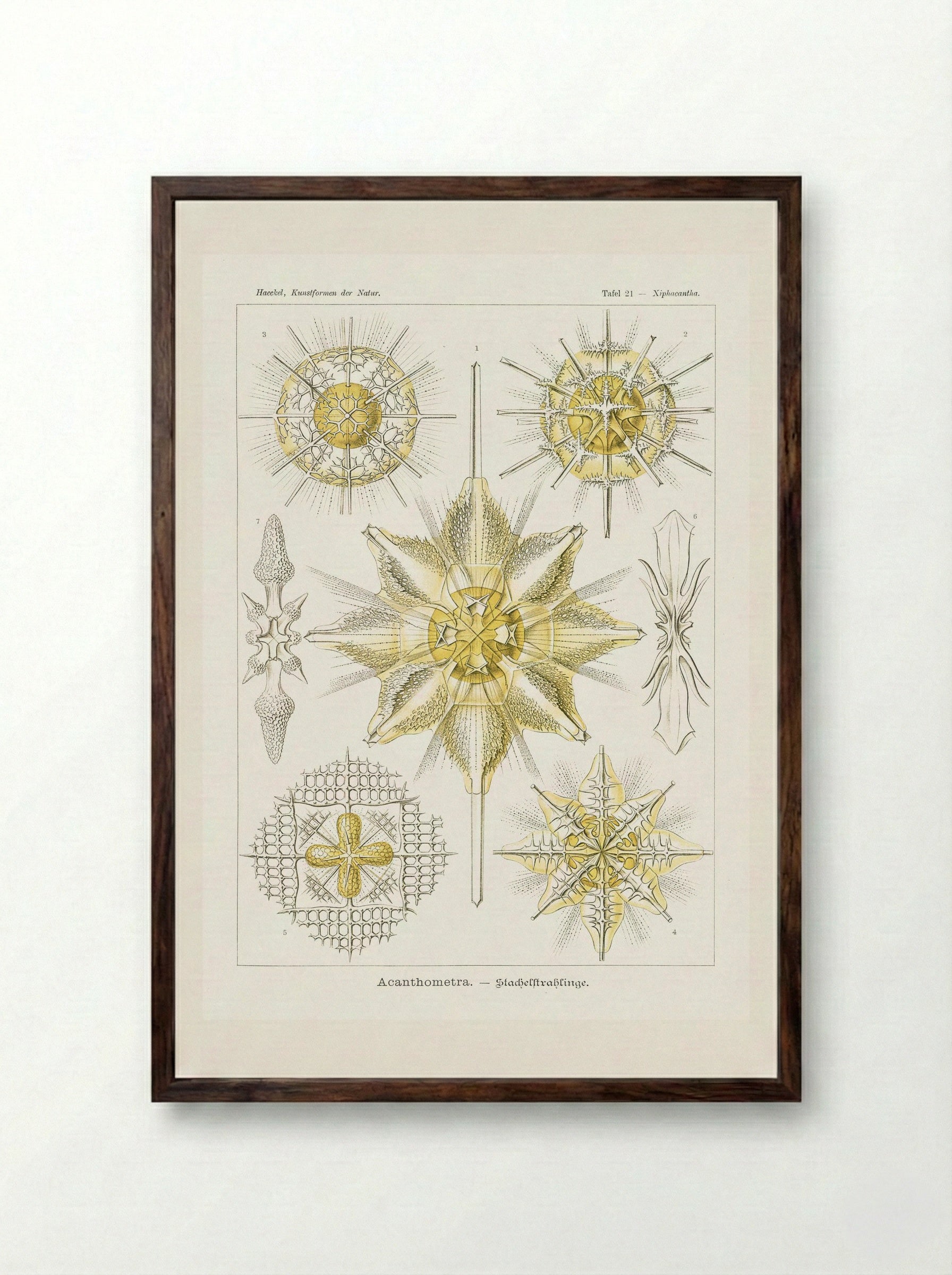 Acanthometra-Stachelstrahlinge (1904) - Ernst Haeckel - Framed Print Dark Wood