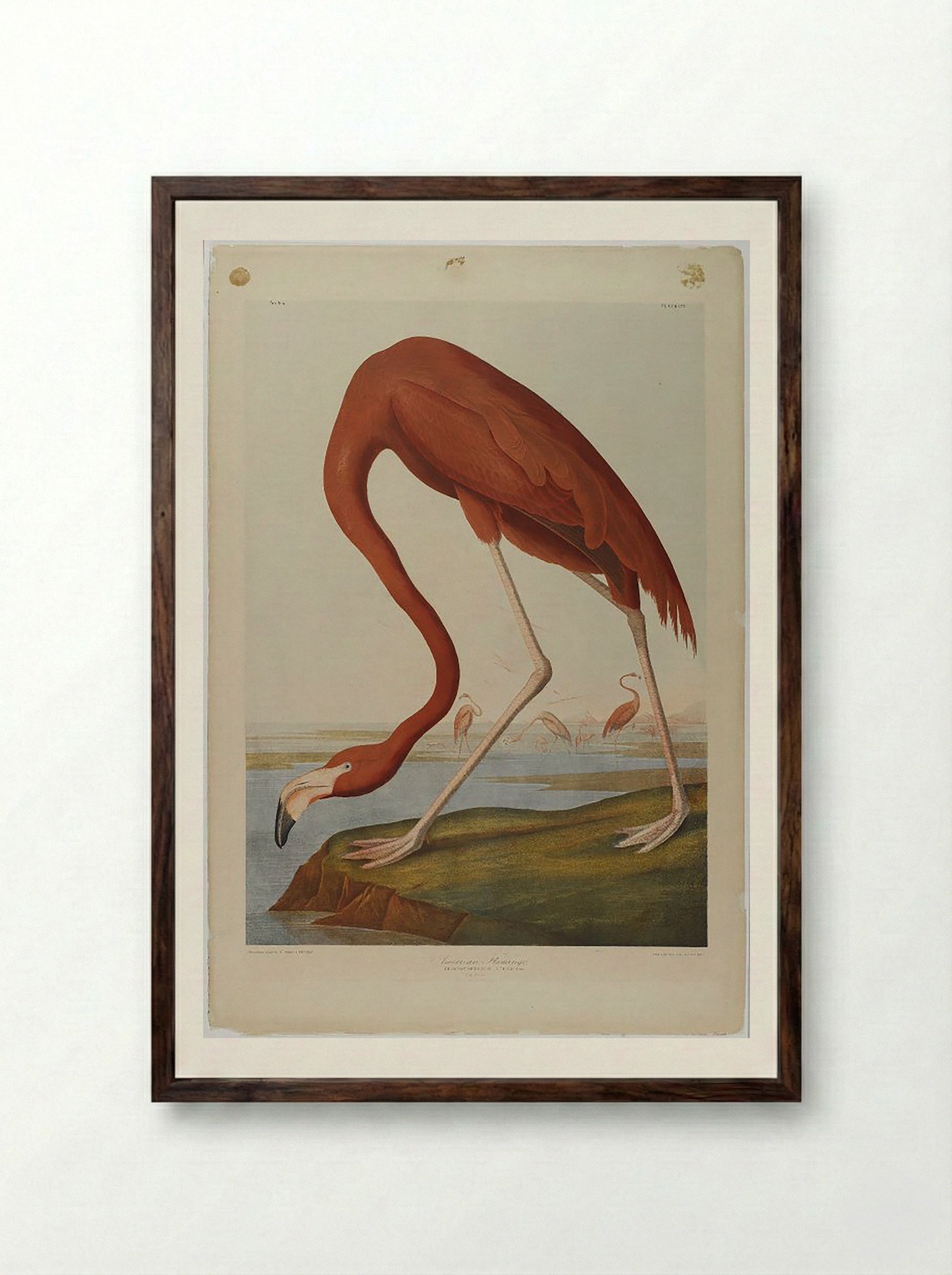 American Flamingo - John James Audubon - Framed Print Dark Wood