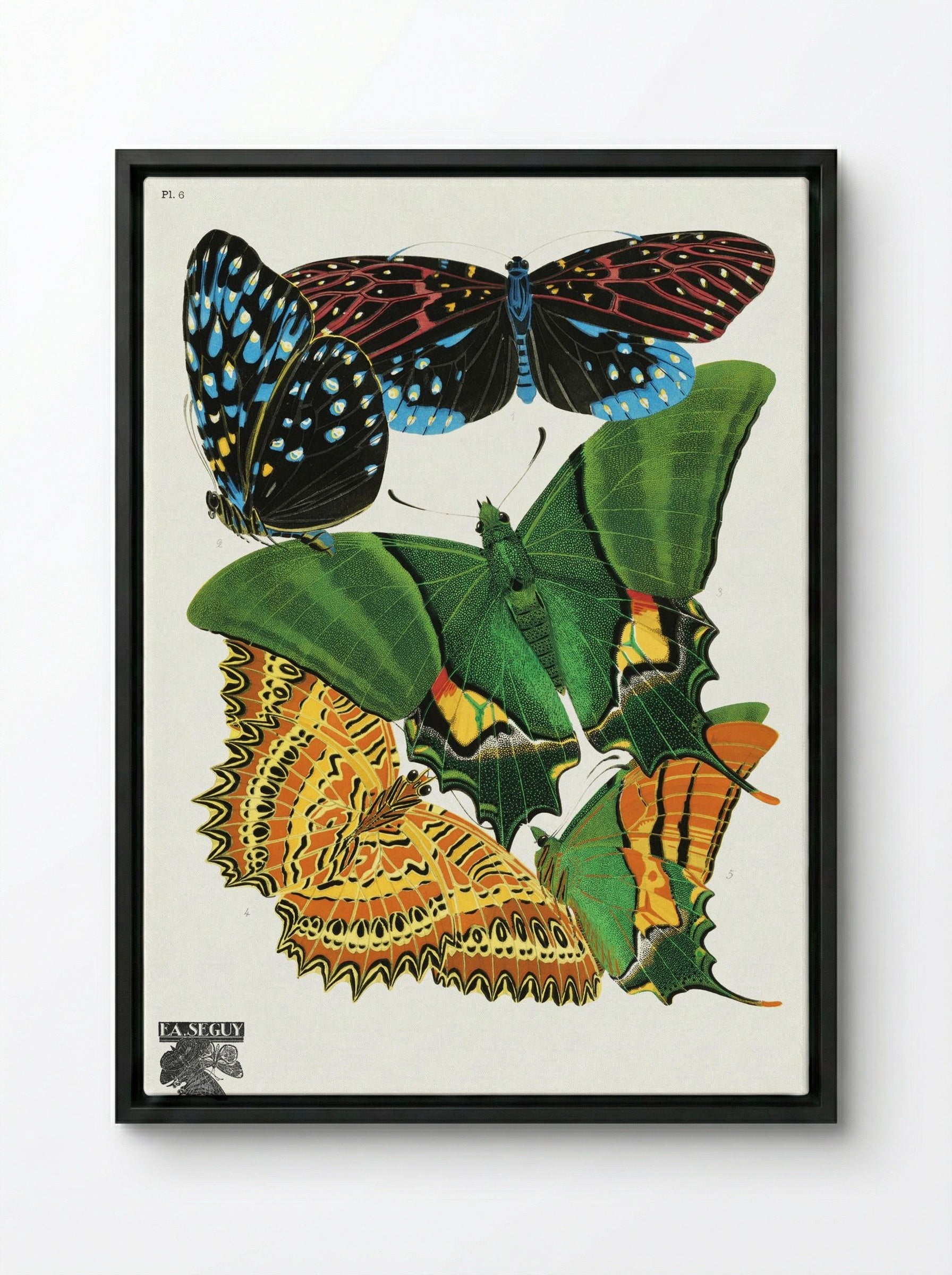 Butterflies, Plate 6 - Eugène Alain Séguy - Framed Canvas Black