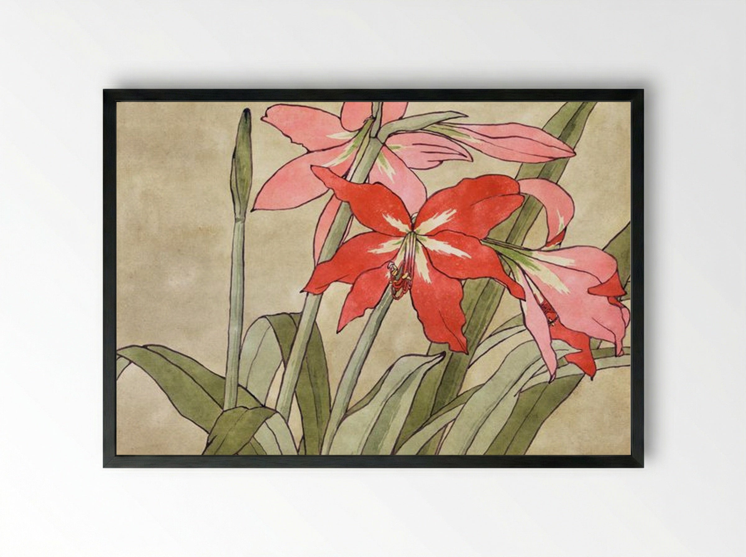 Amaryllis - Hannah Borger Overbeck - Framed Print Black