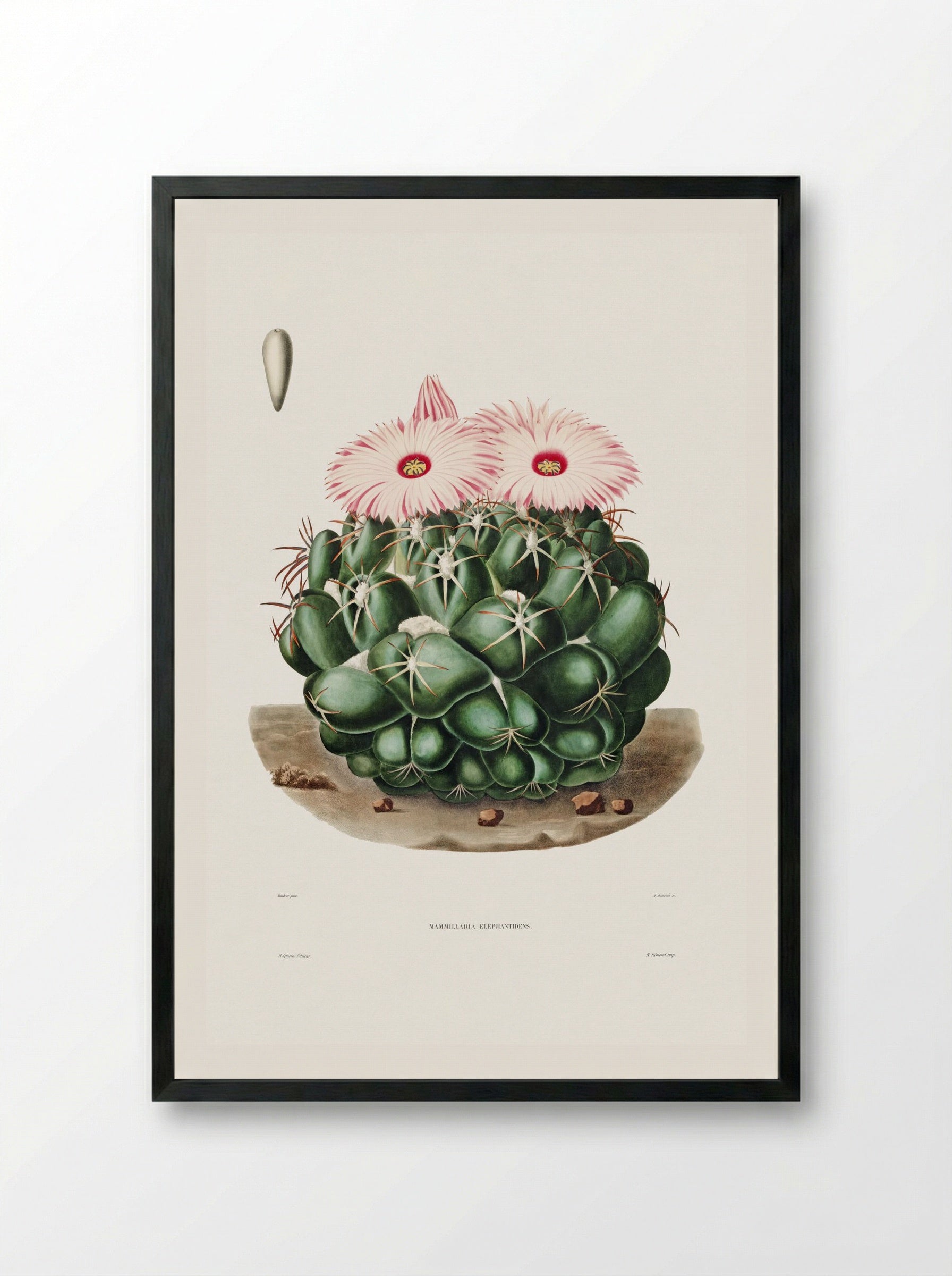 Mammillaria Elephantidens - Charles Antoine Lemaire - Framed Print Black
