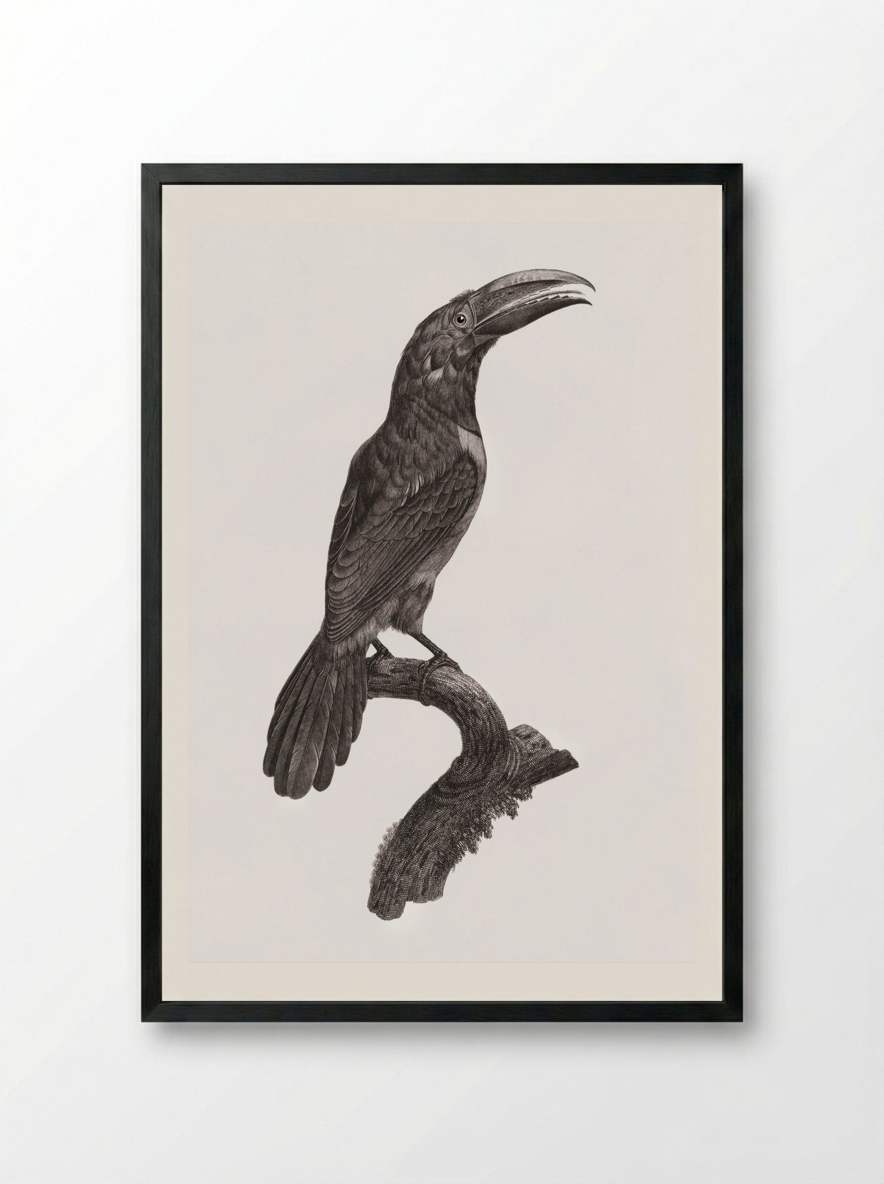 Green Aracari - Jacques Barraband - Framed Print Black