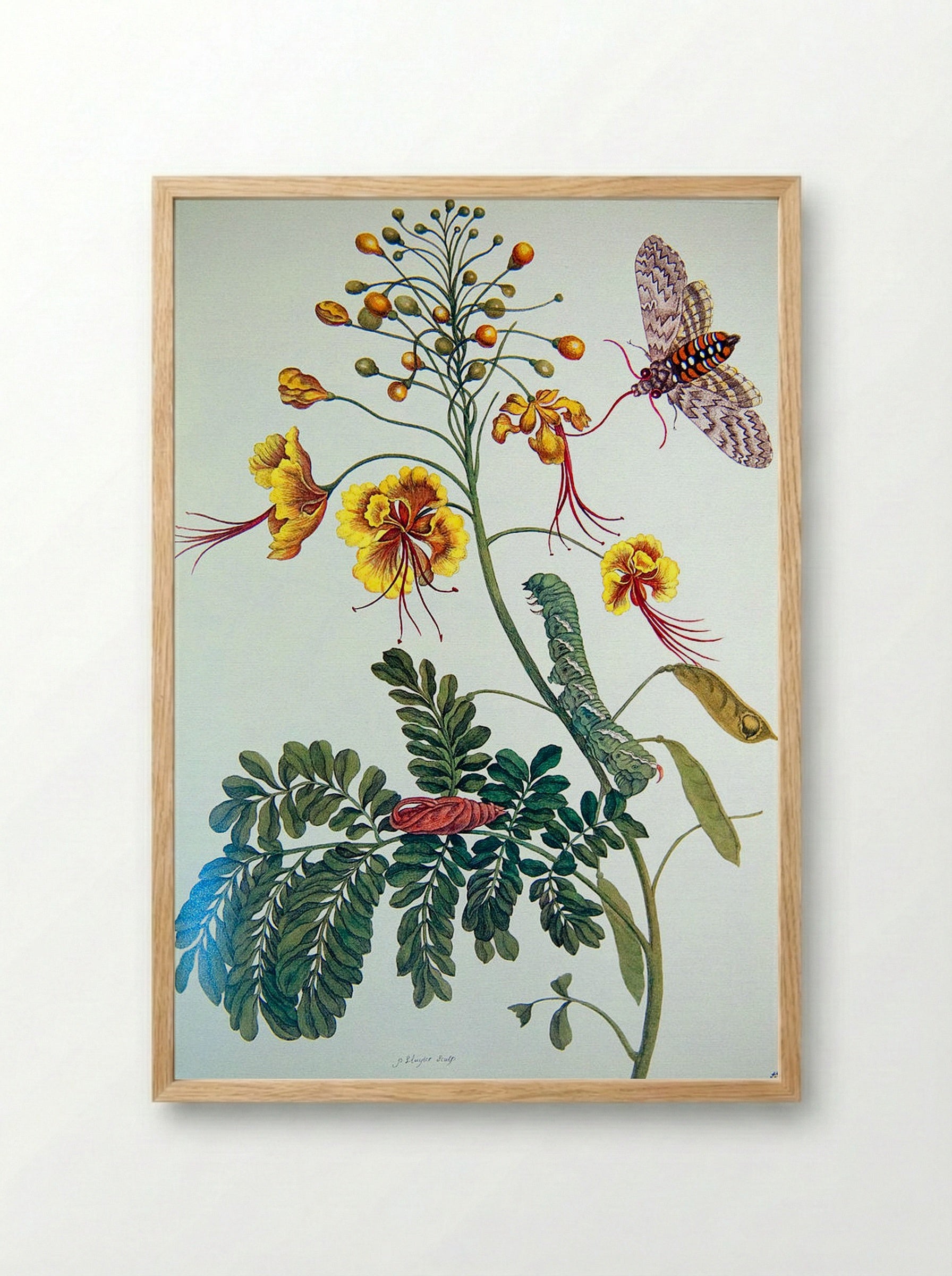 From Metamorphosis insectorum Surinamensium, Plate XLV - Maria Sibylla Merian - Framed Print Wood