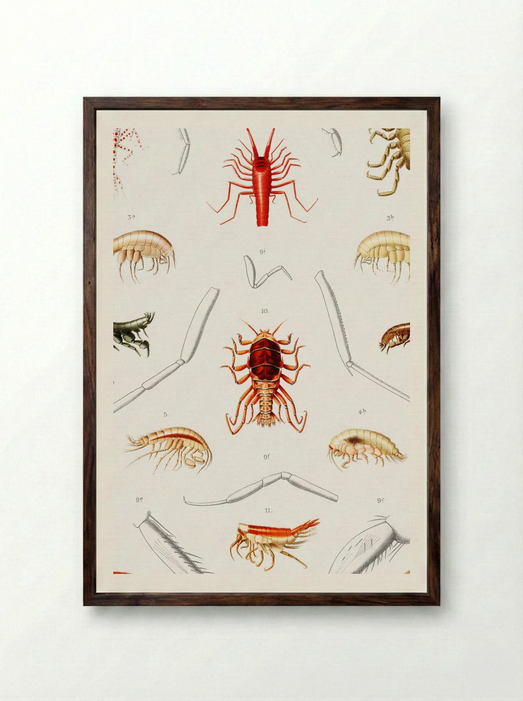 Amphipods of the North Atlantic - Albert I of Monaco - Framed Print Dark Wood