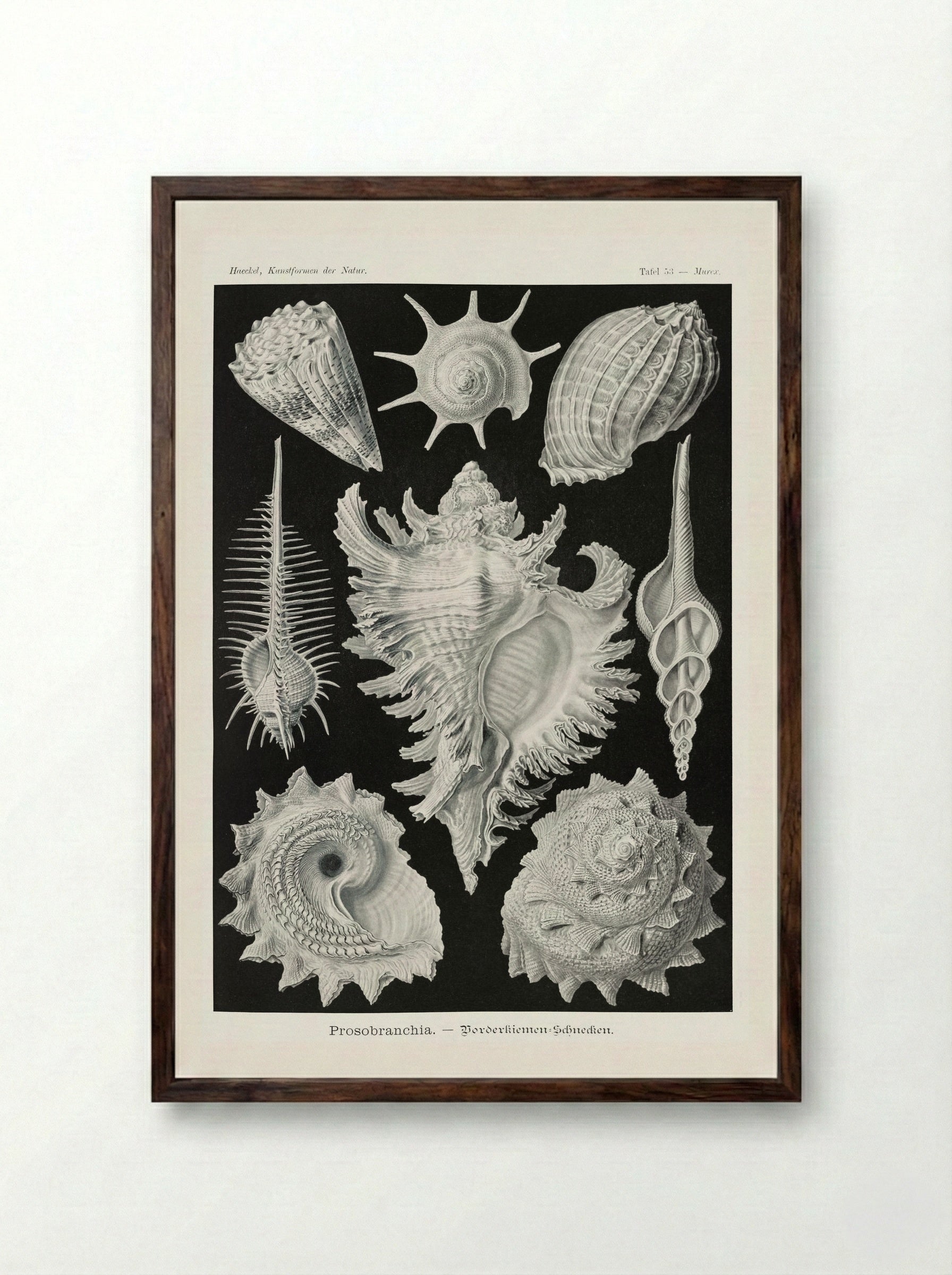 Prosobranchia-Dorderkiemen Schnecken (1904) - Ernst Haeckel - Framed Print Dark Wood