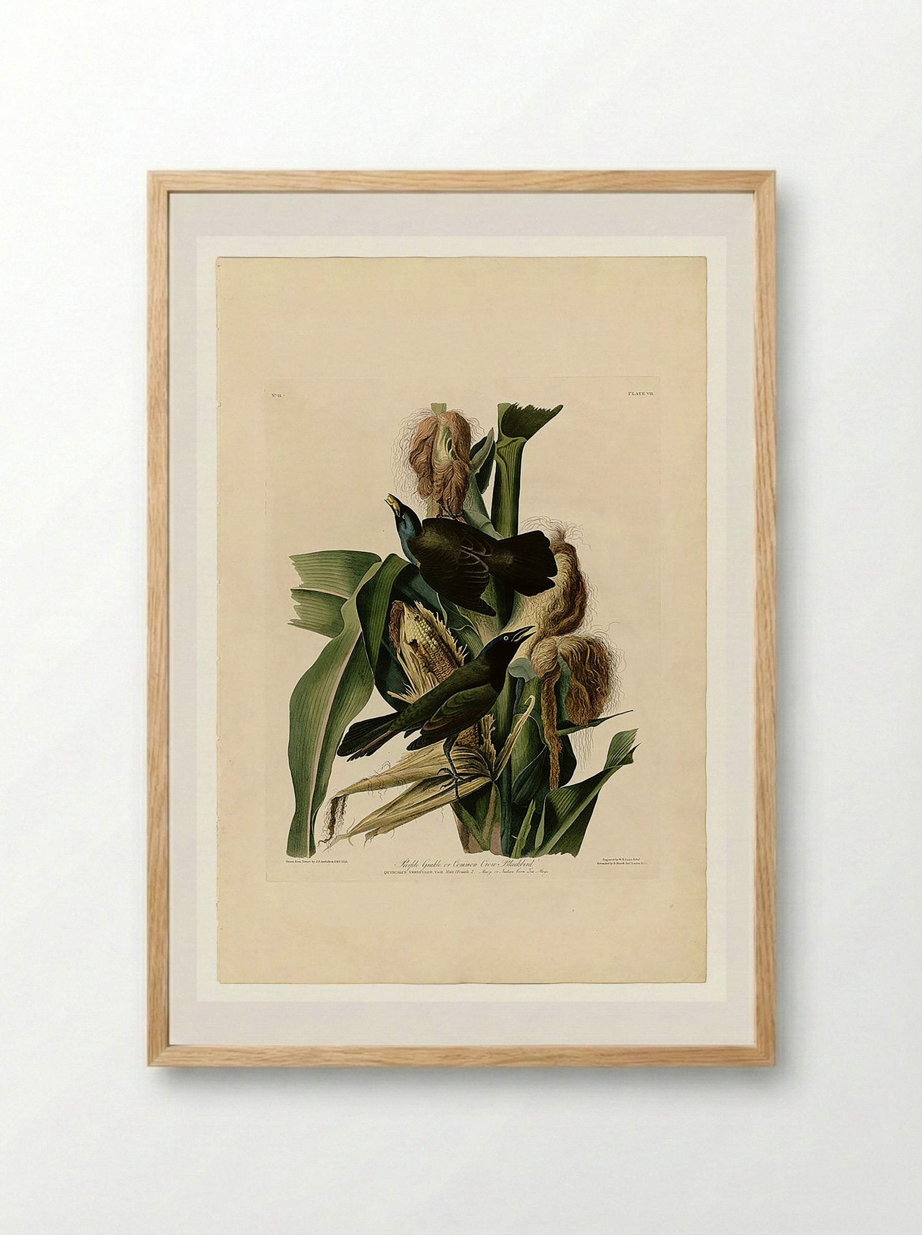 Purple Grackle or Common Crow Blackbird - John James Audubon - Framed Print Wood