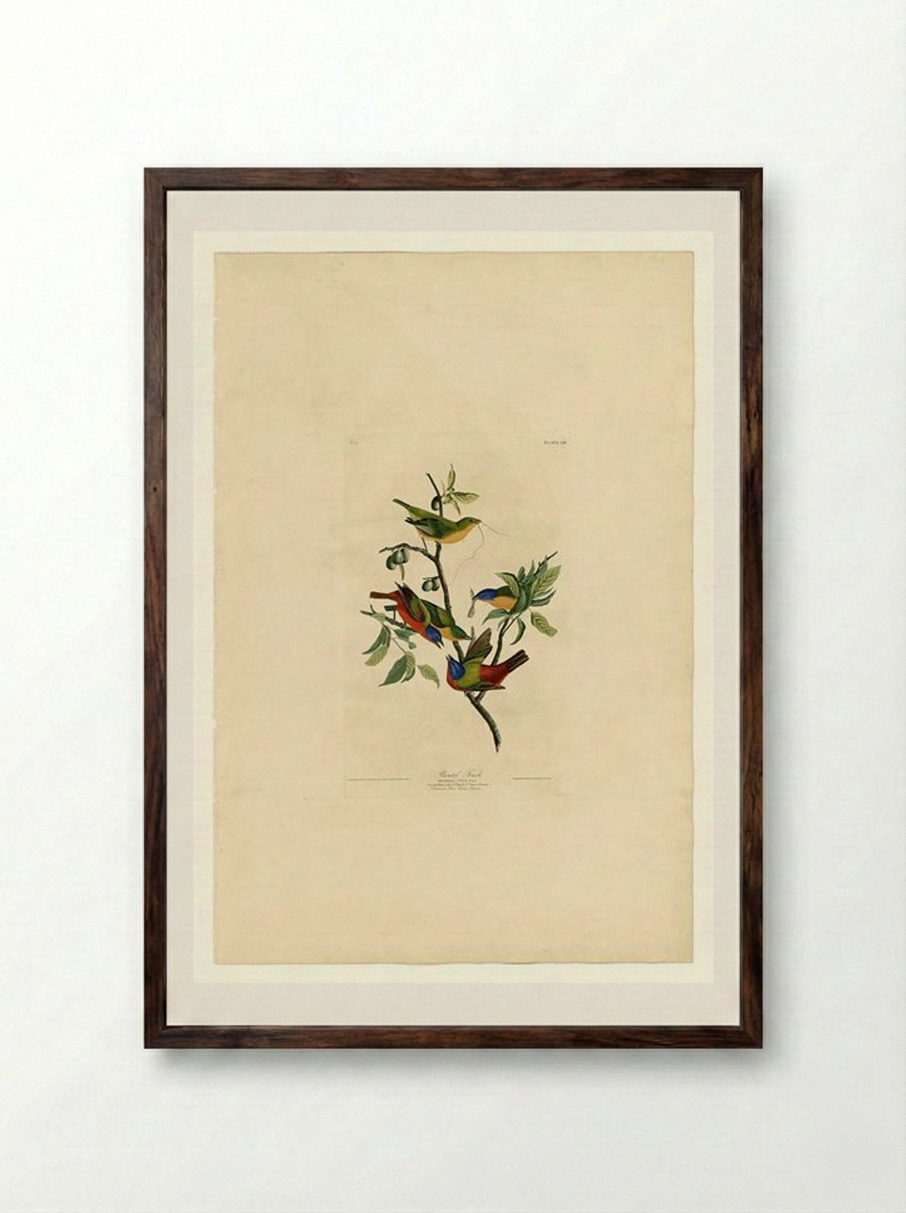 Plate 53. Painted Finch - John James Audubon - Framed Print Dark Wood