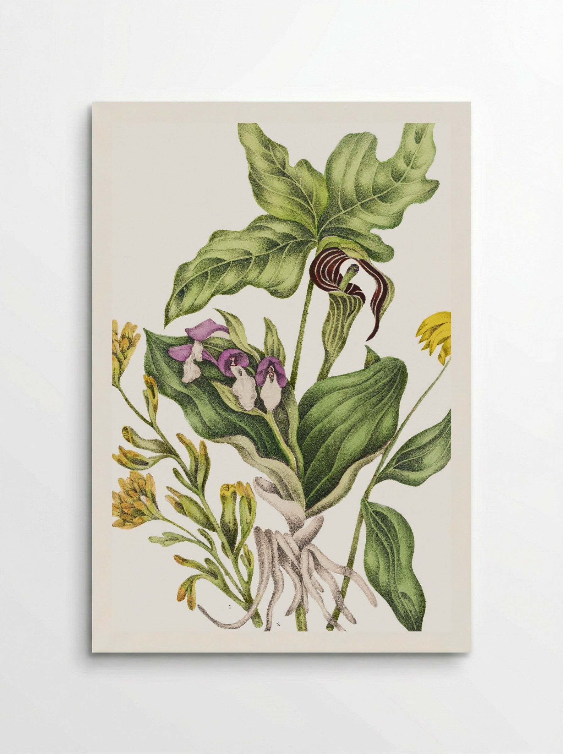 Castilleia Coccinea (1869) - Unknown Artist - Poster