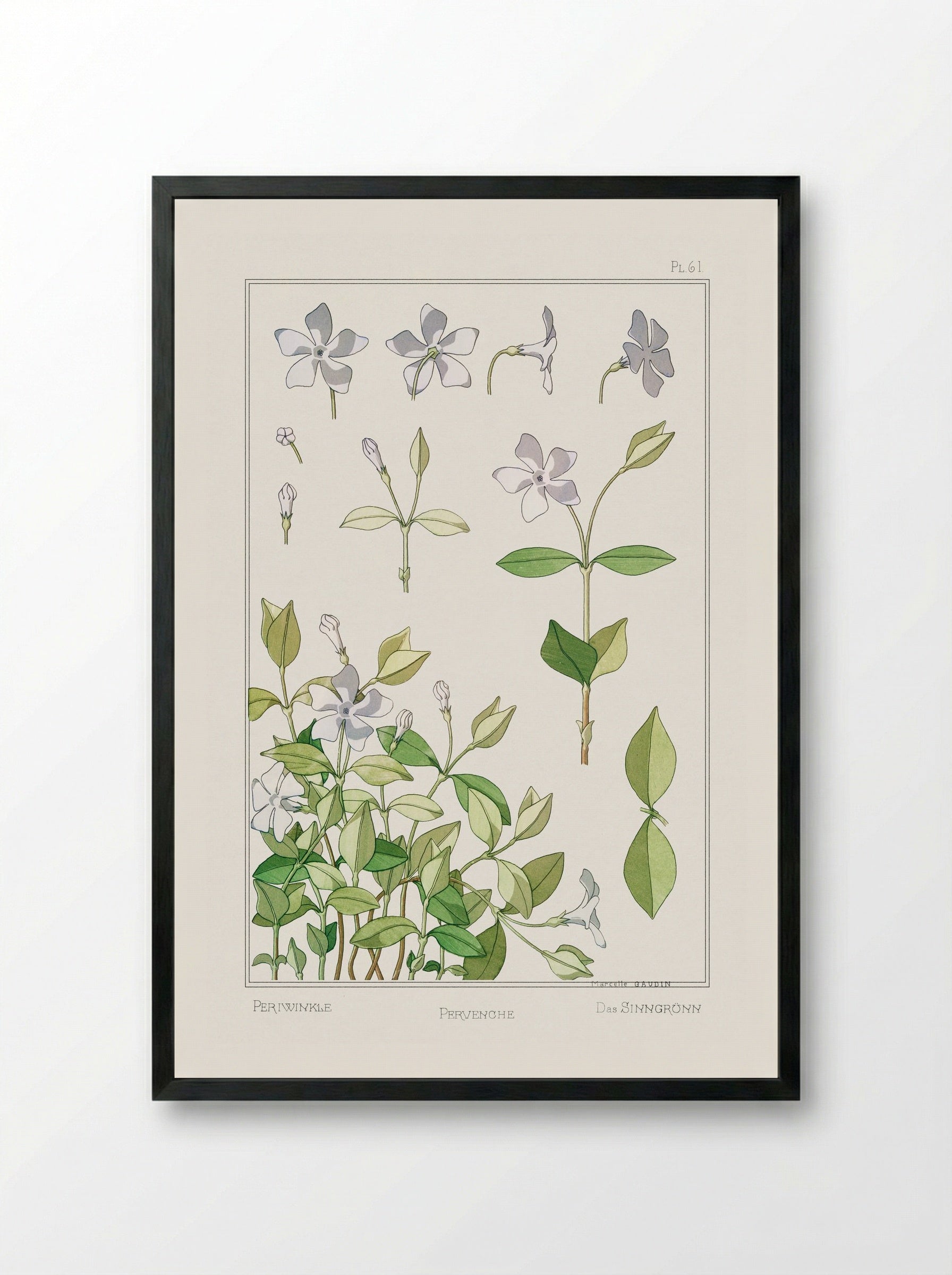 Pervenche (Periwinkle) - Maurice Pillard Verneuil - Framed Print Black