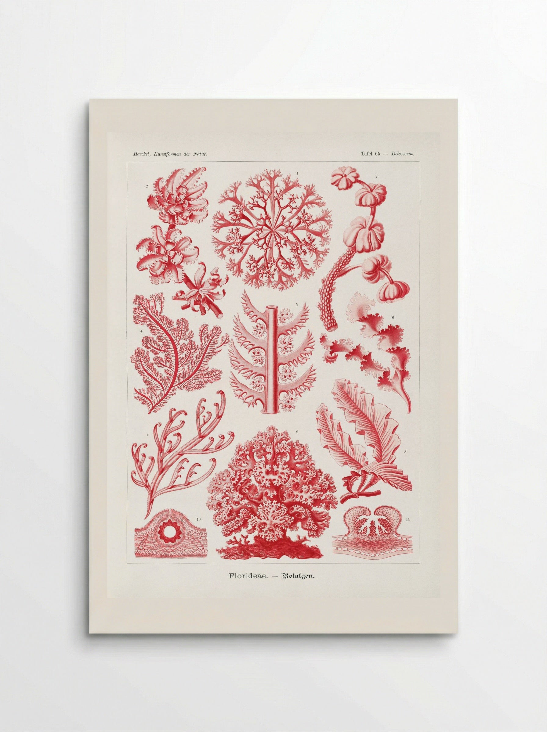 Florideae-Rotalgen (1904) - Ernst Haeckel - Poster