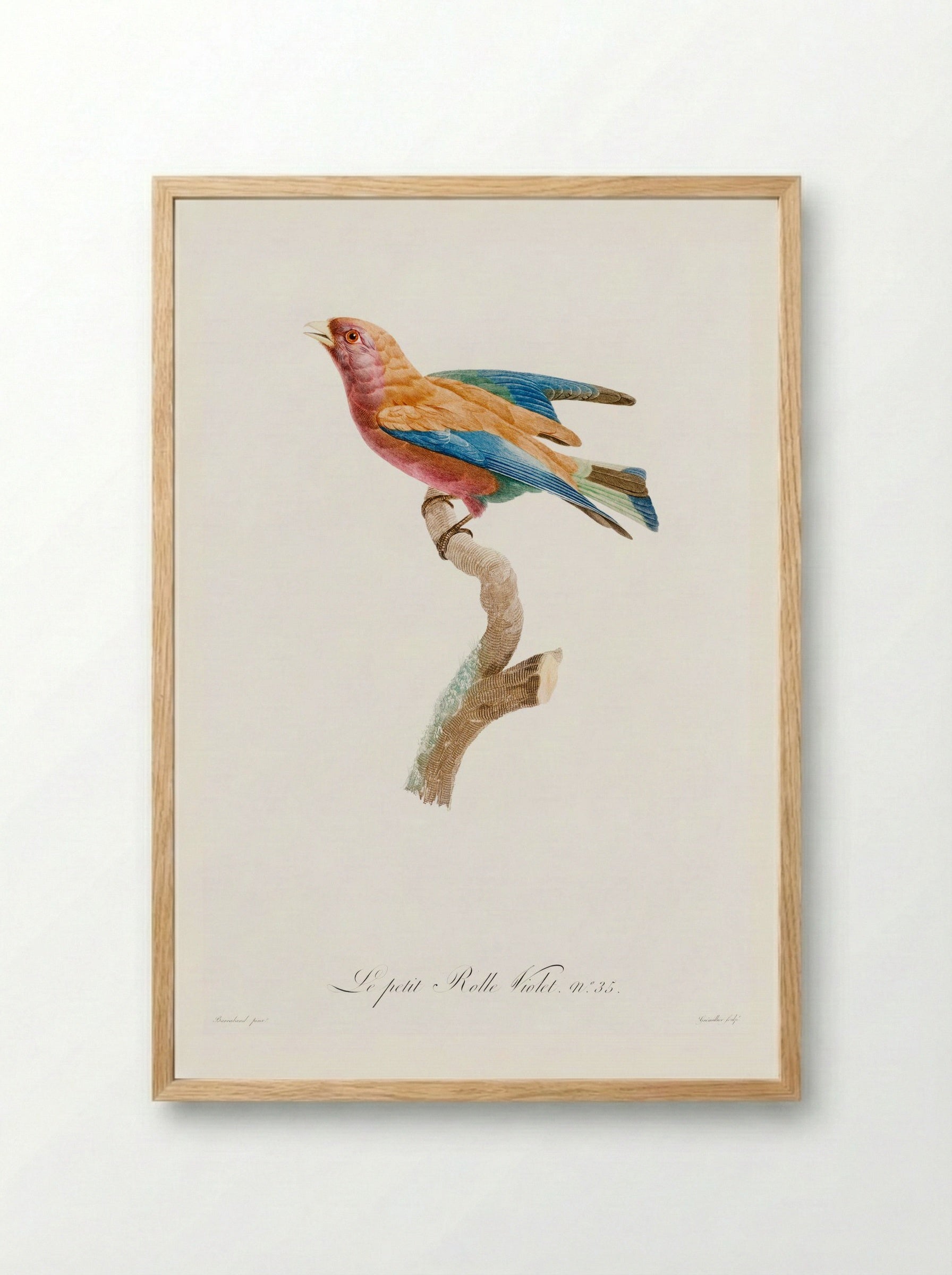 Young Violet Roller - Jacques Barraband - Framed Print Wood